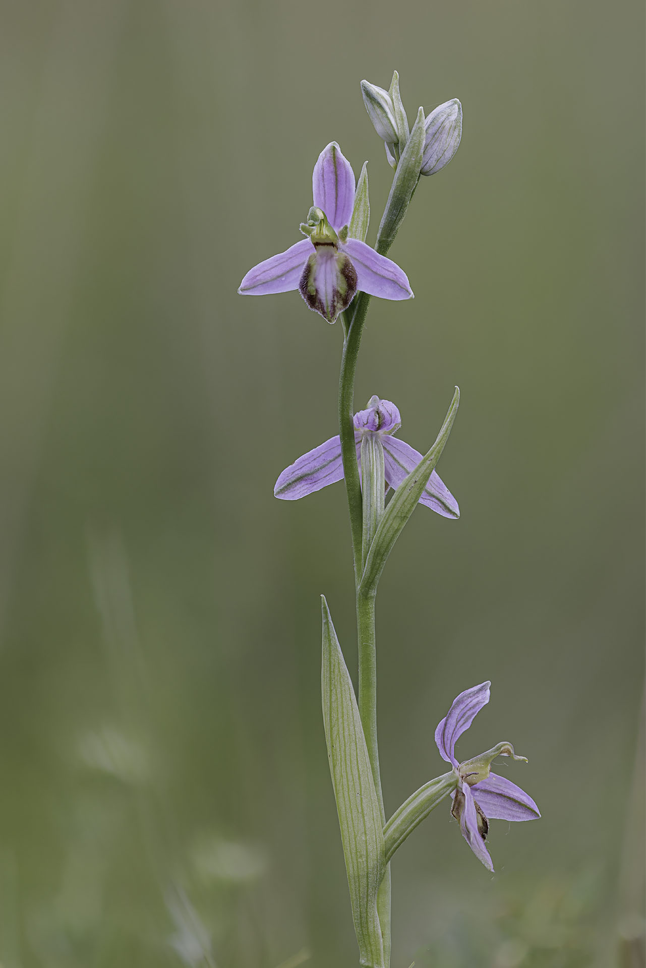 Tilaventine Orchid