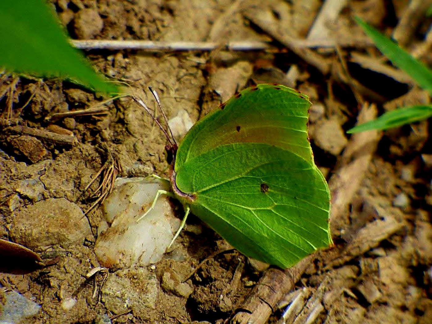 Farfalla al verde