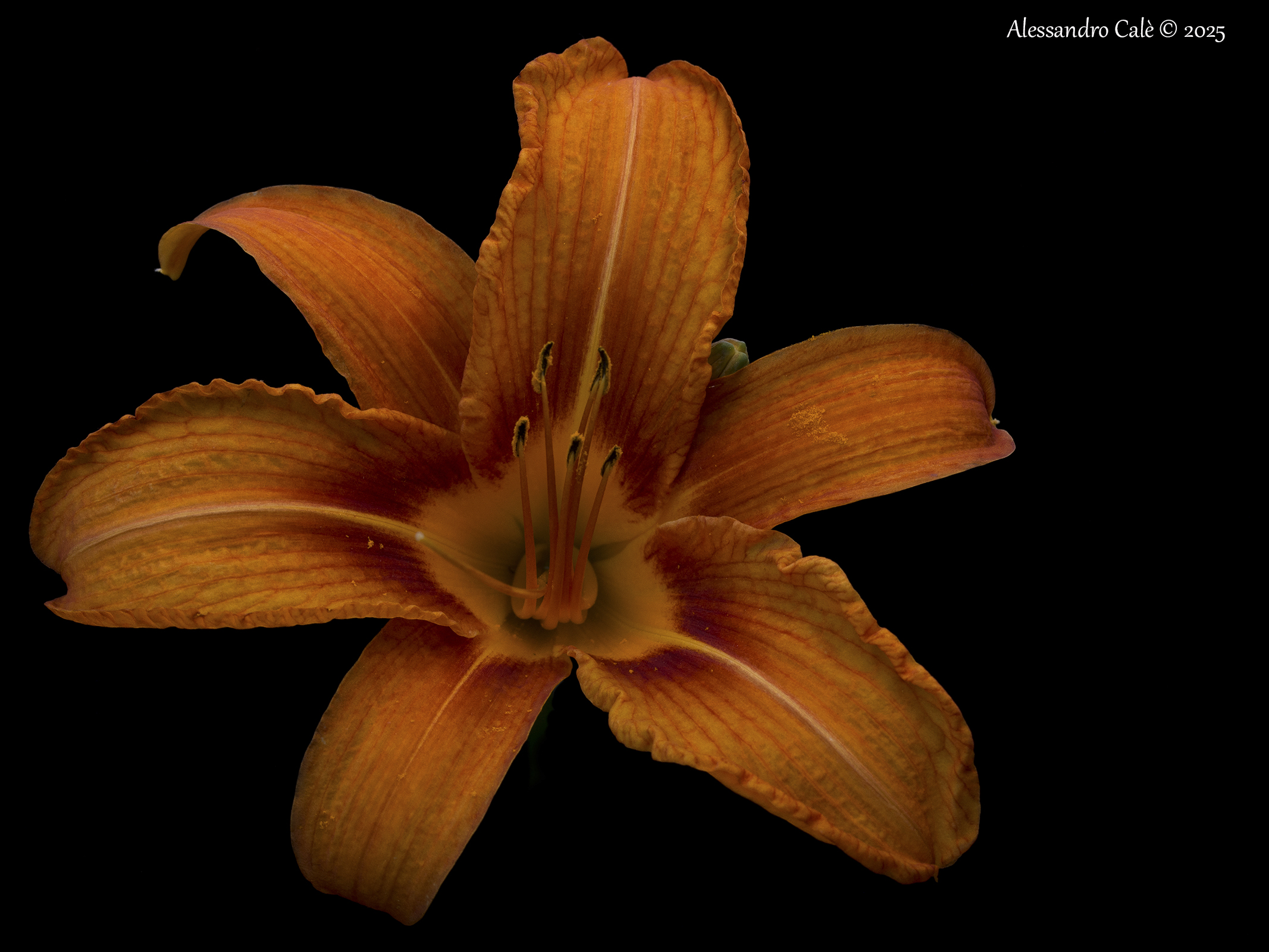 Hemerocallis fulva (Giglio turco) 5867