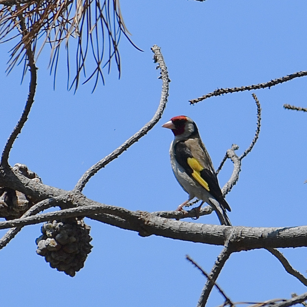 Cardellino (Carduelis carduelis)