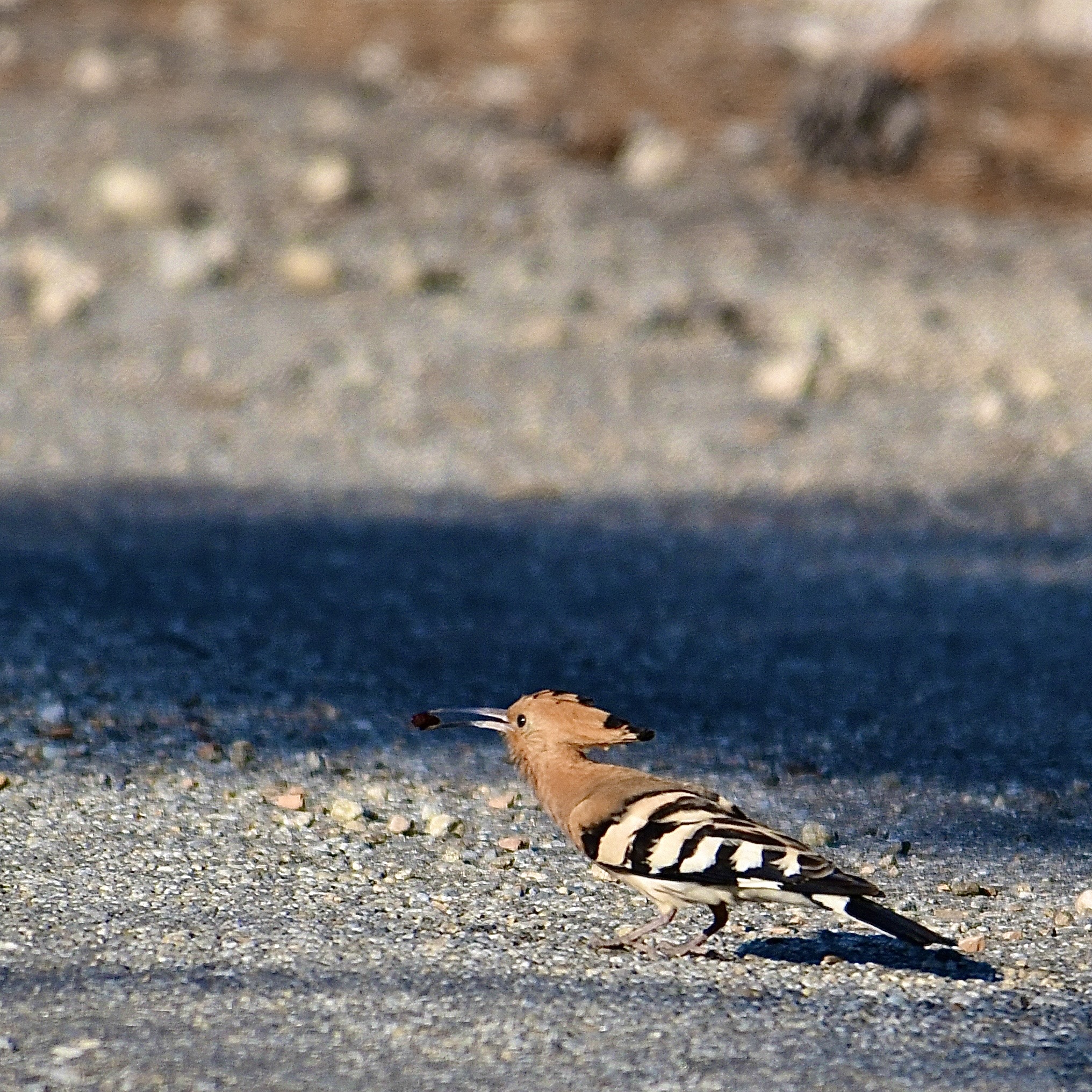 Upupa (Upupa epops)