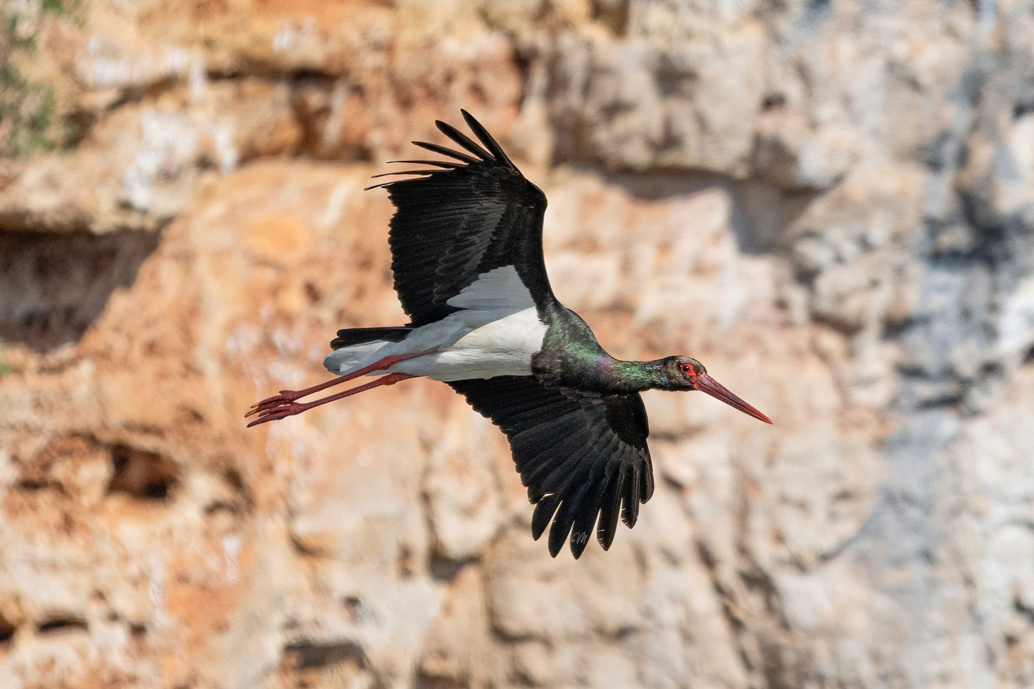 Adult Black Stork in flight - Terra delle Gravine