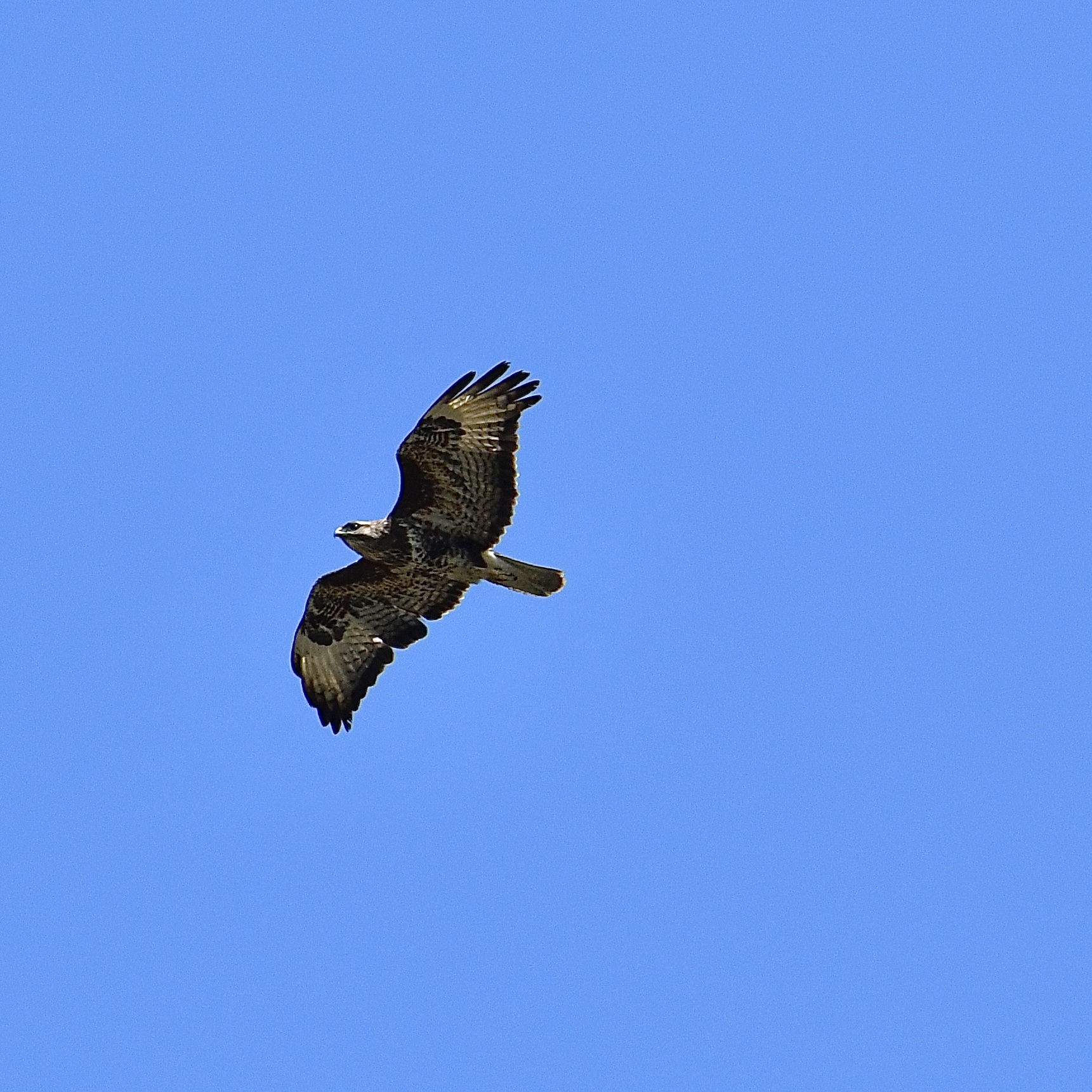 Poiana (Buteo buteo)