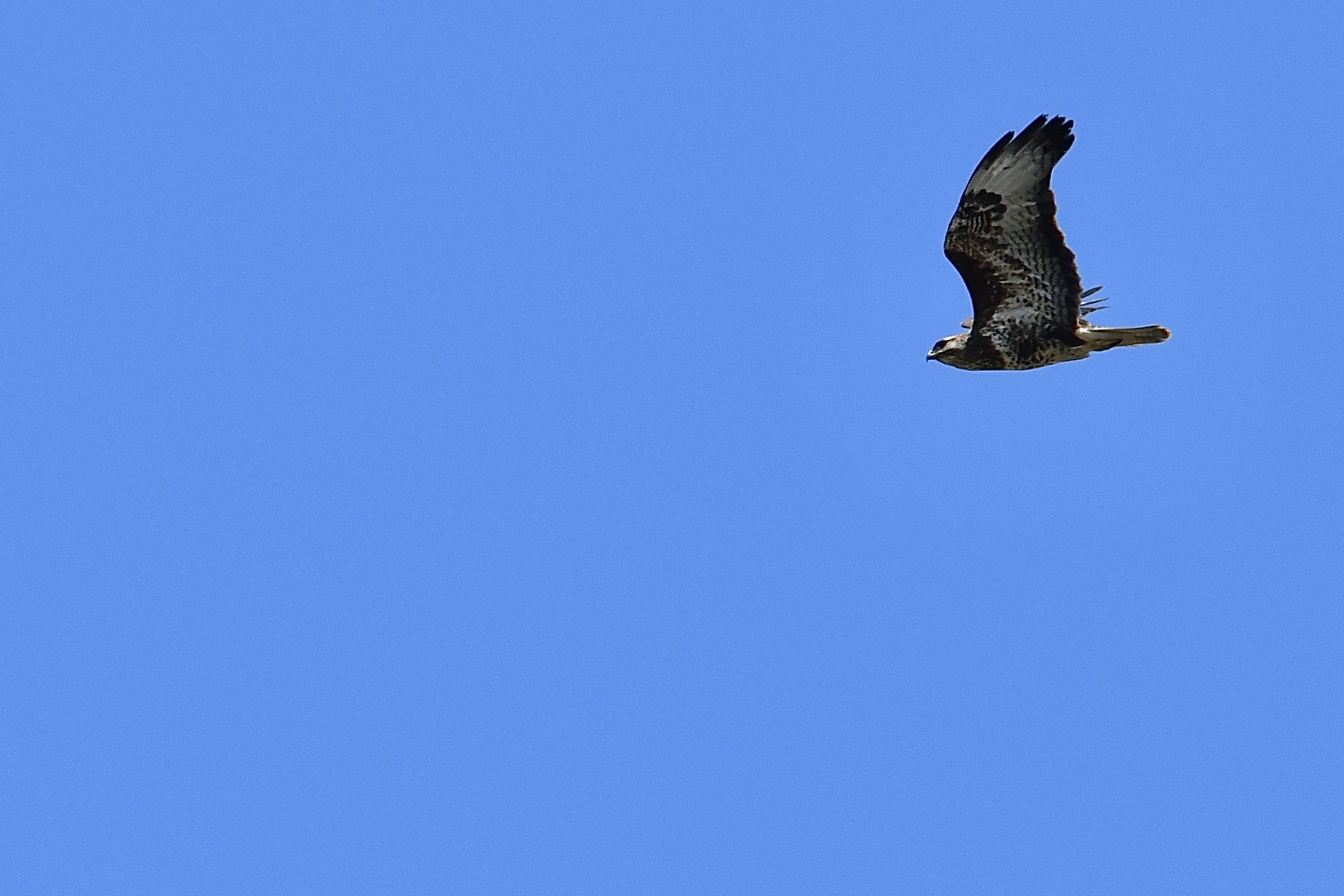 Poiana (Buteo buteo)