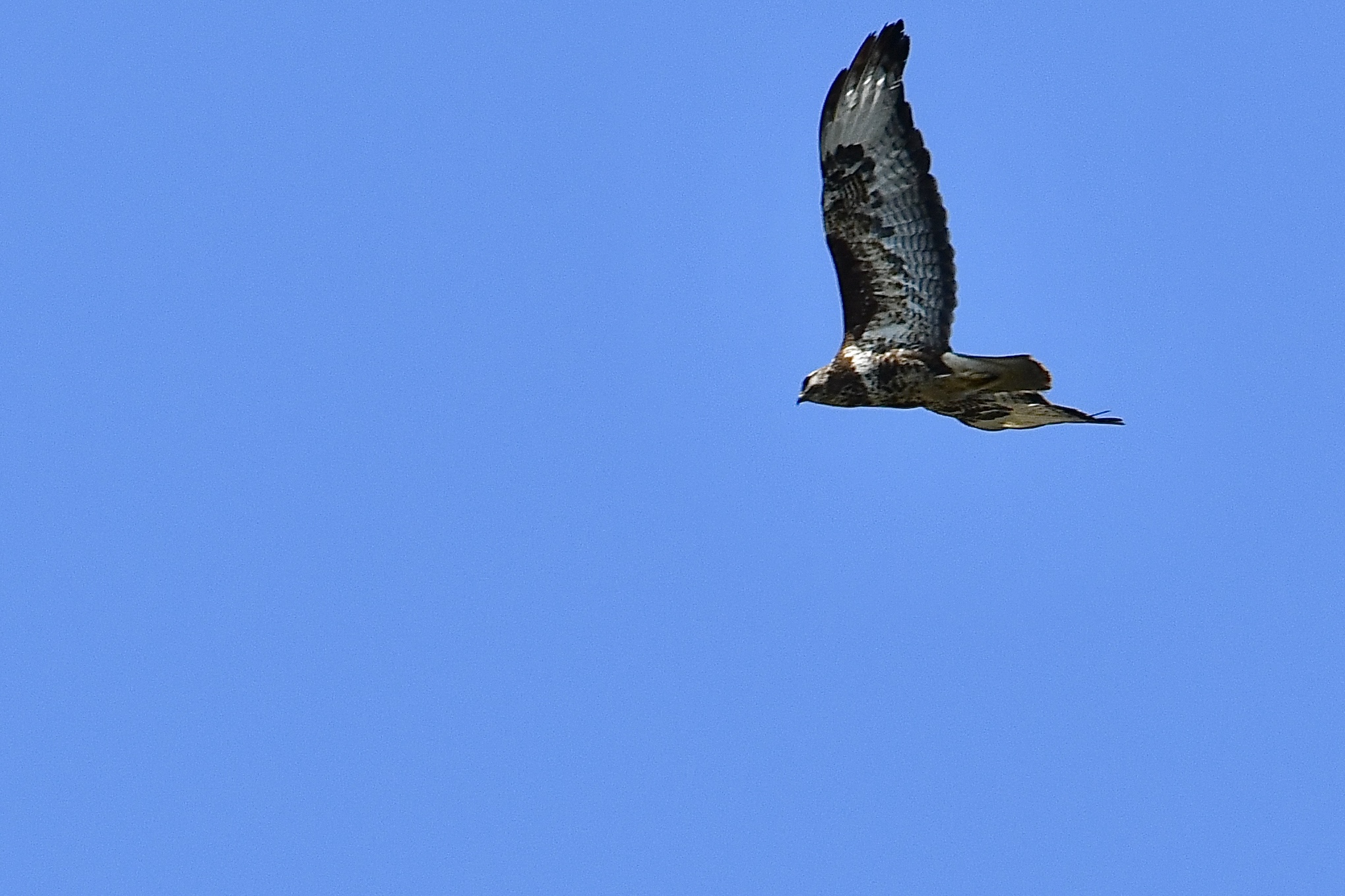 Poiana (Buteo buteo)