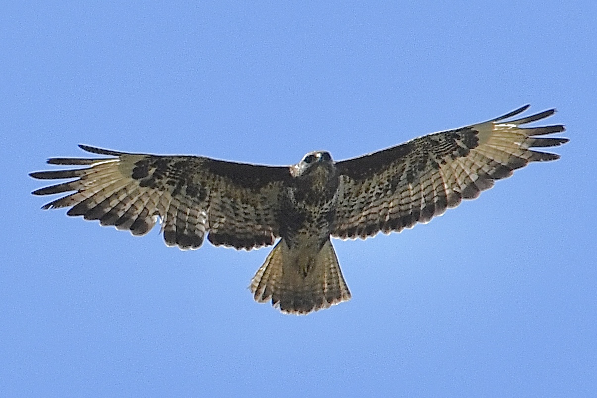 Poiana (Buteo buteo)