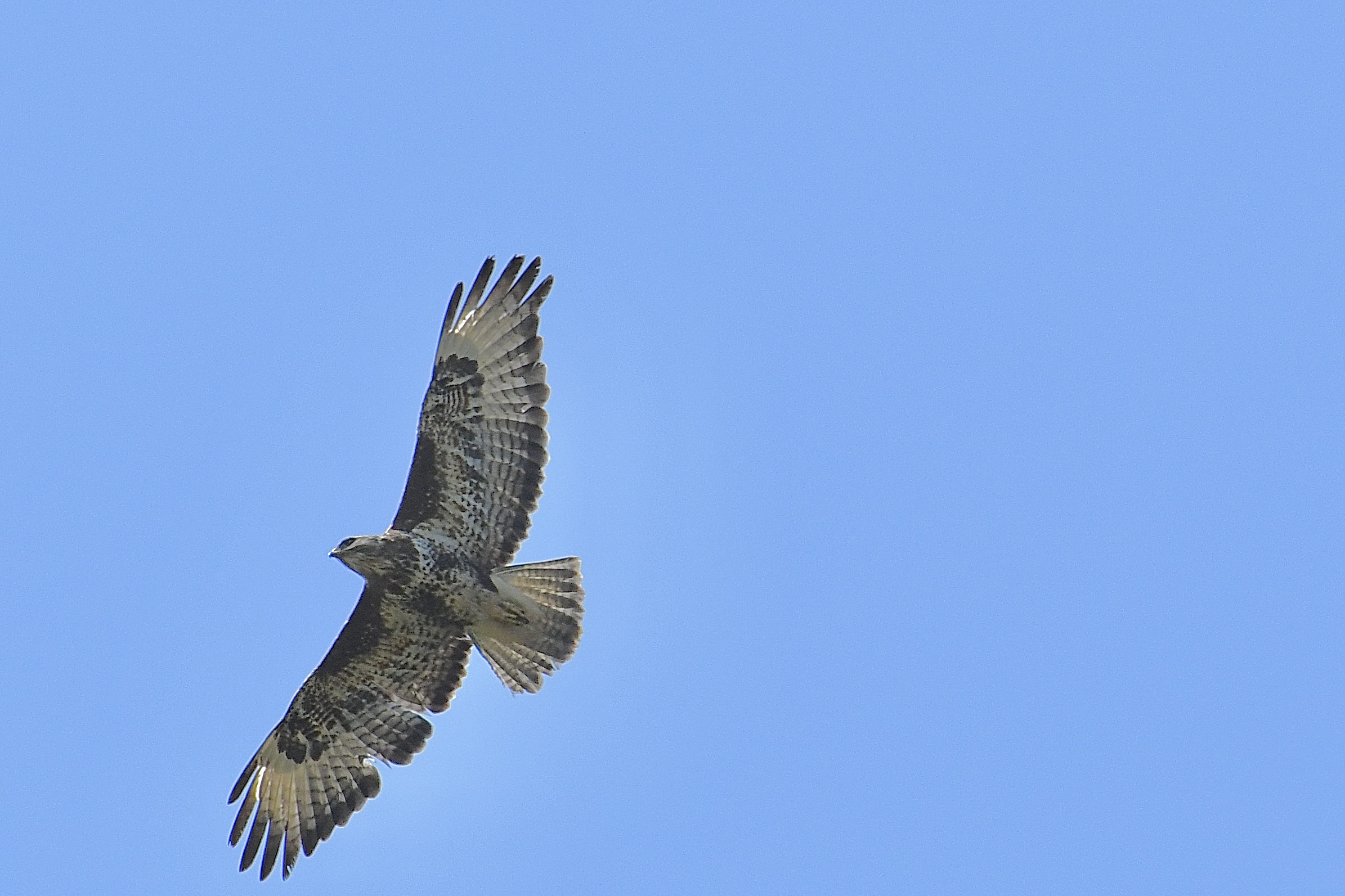 Poiana (Buteo buteo)