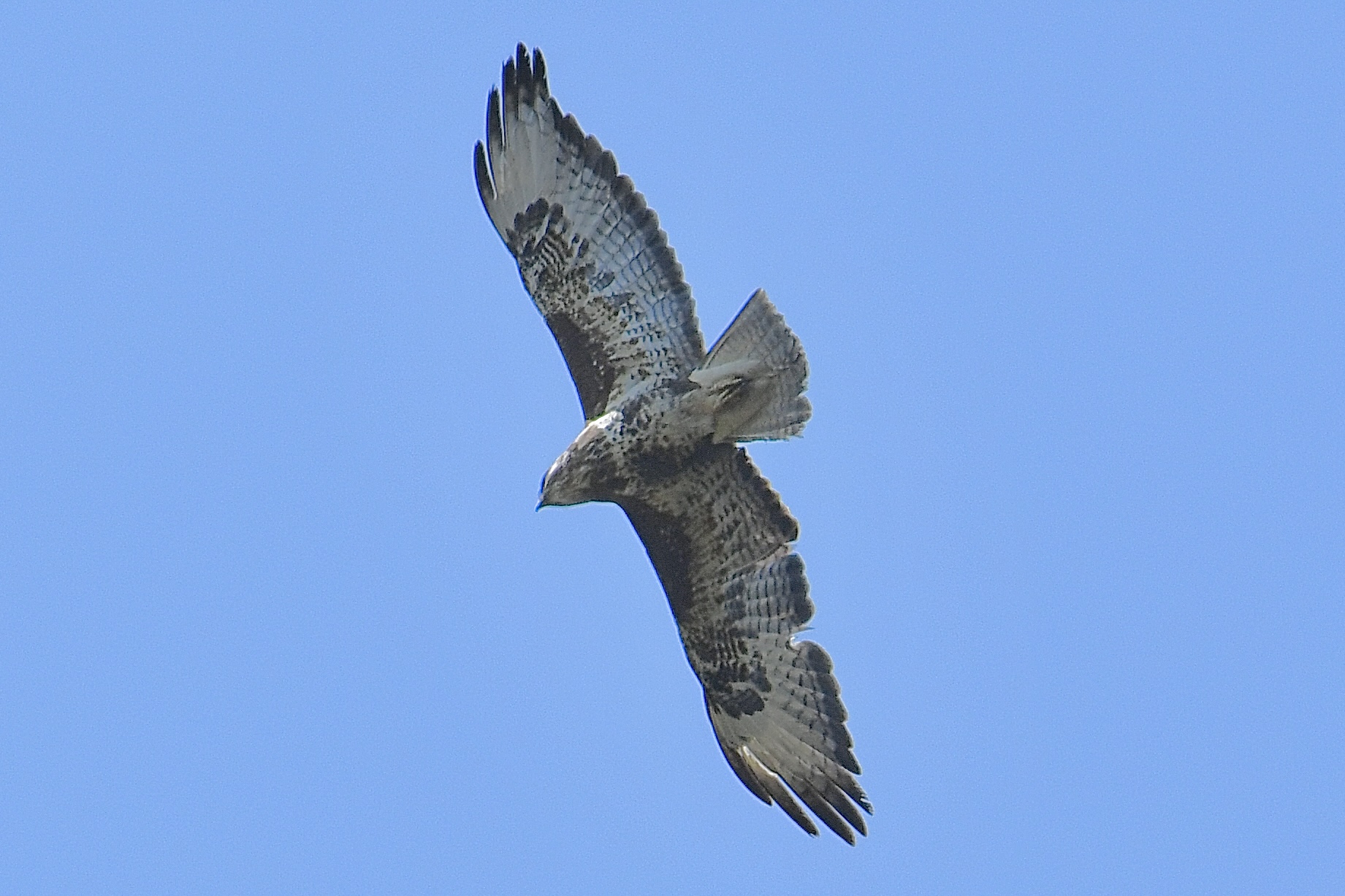 Poiana (Buteo buteo)