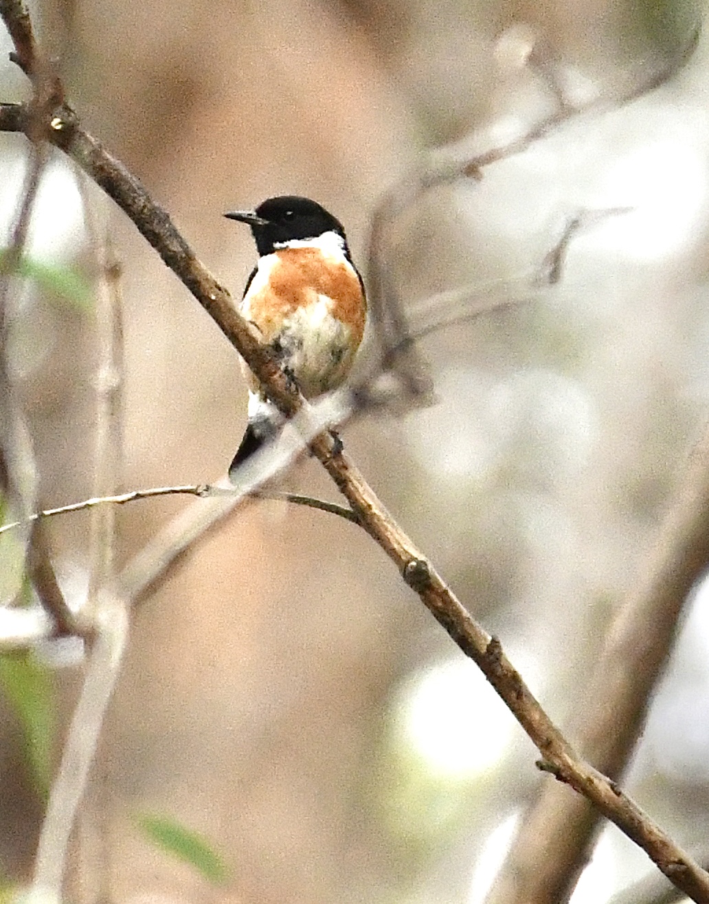 Saltimpalo (Saxicola rubicola)