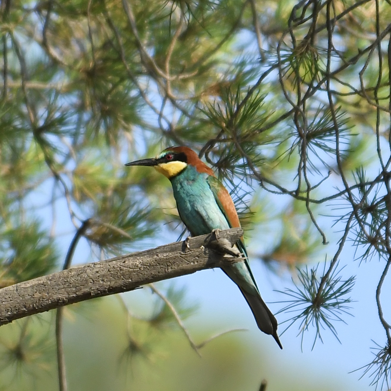 Gruccione (Merops apiaster)