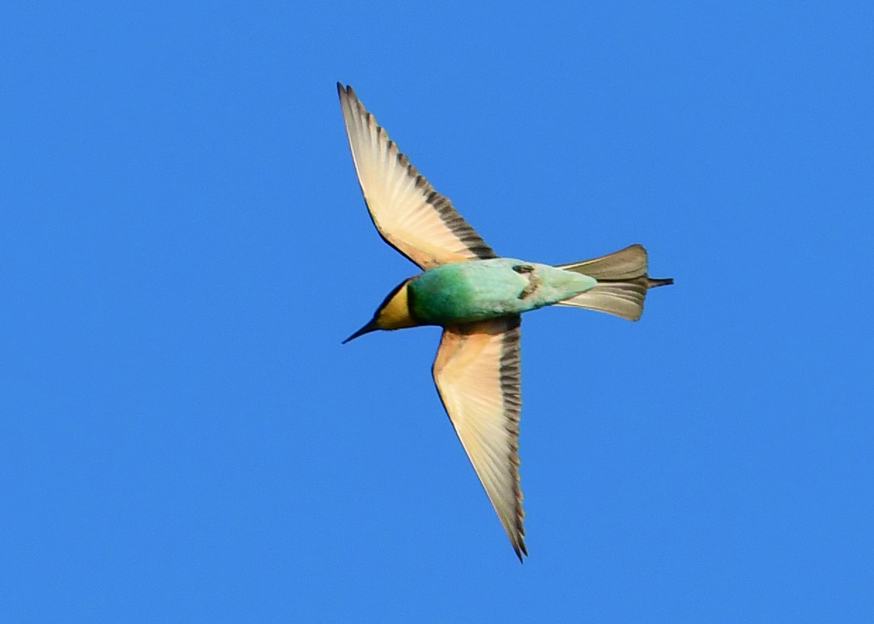 Gruccione (Merops apiaster)