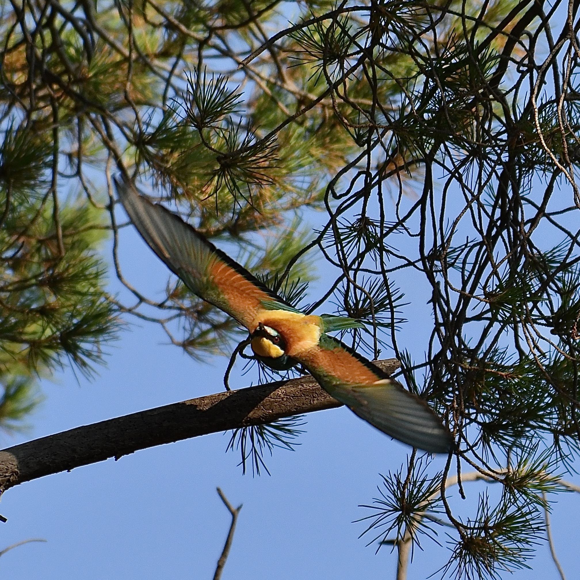 Gruccione (Merops apiaster)