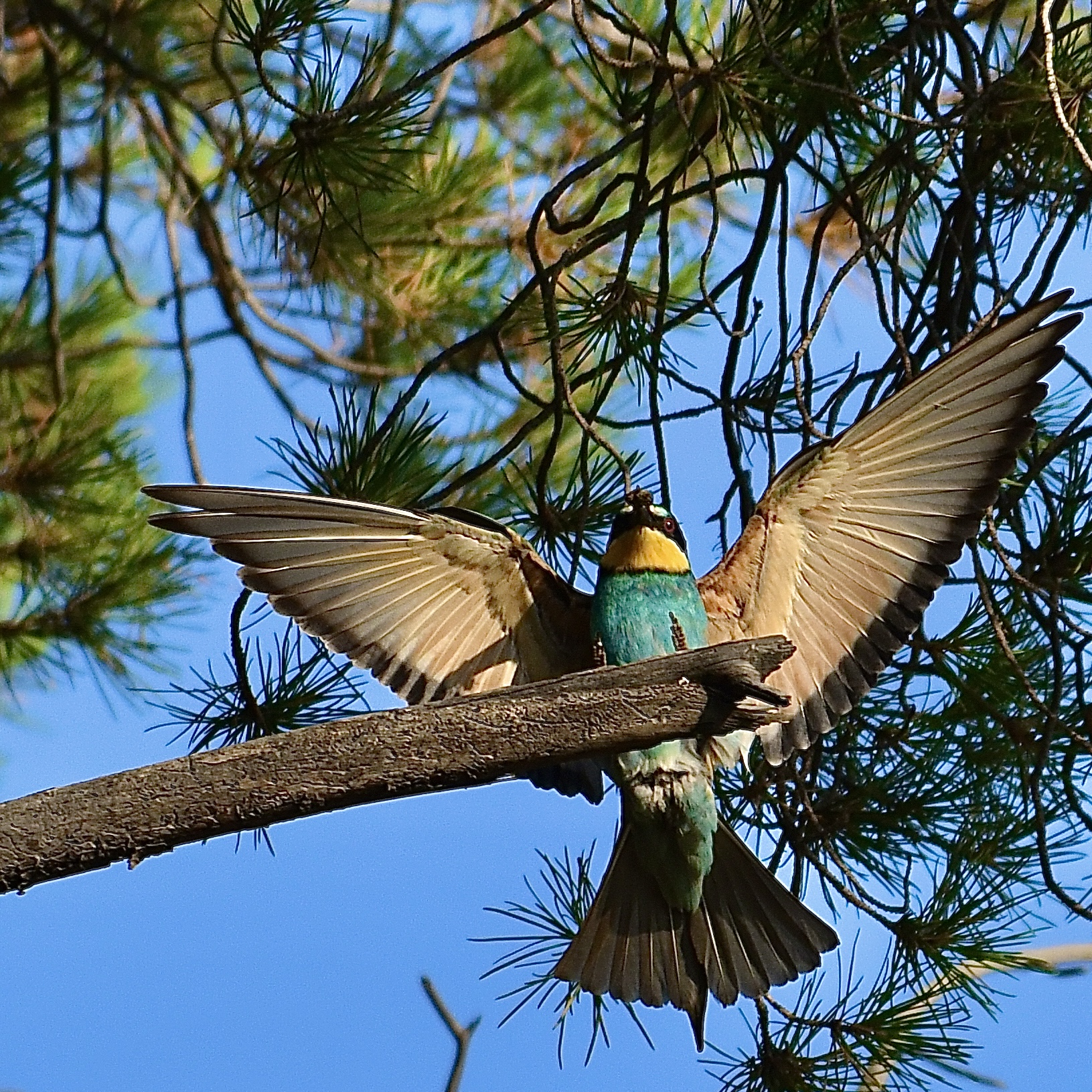 Gruccione (Merops apiaster)