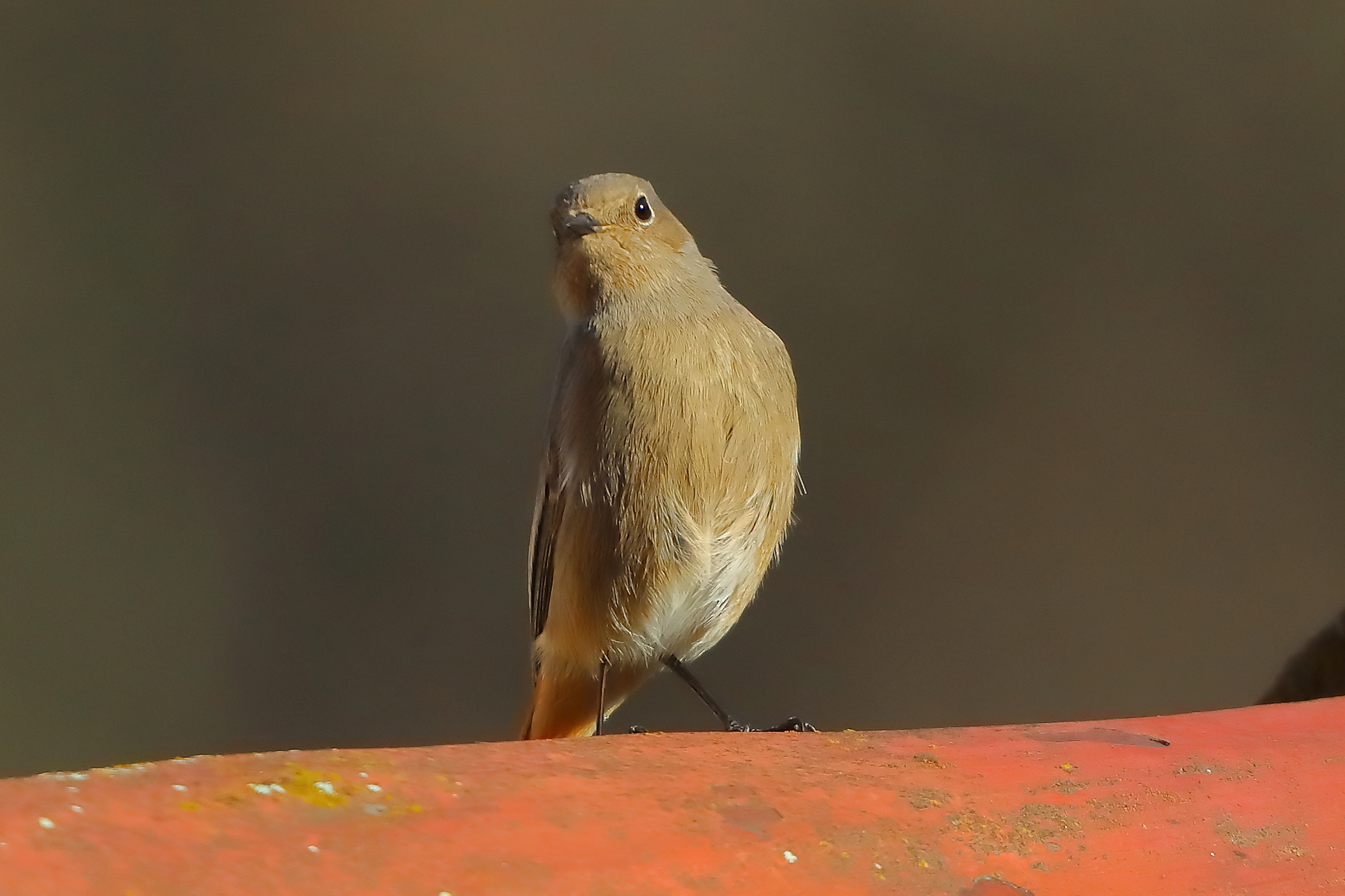 Codirosso S F 17 marzo 2025 - 0025