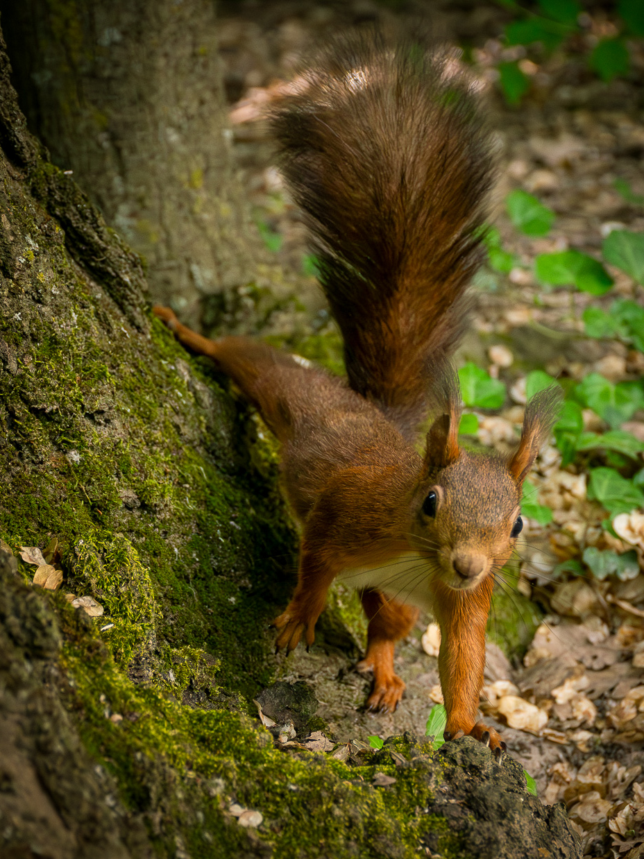 Red squirrel