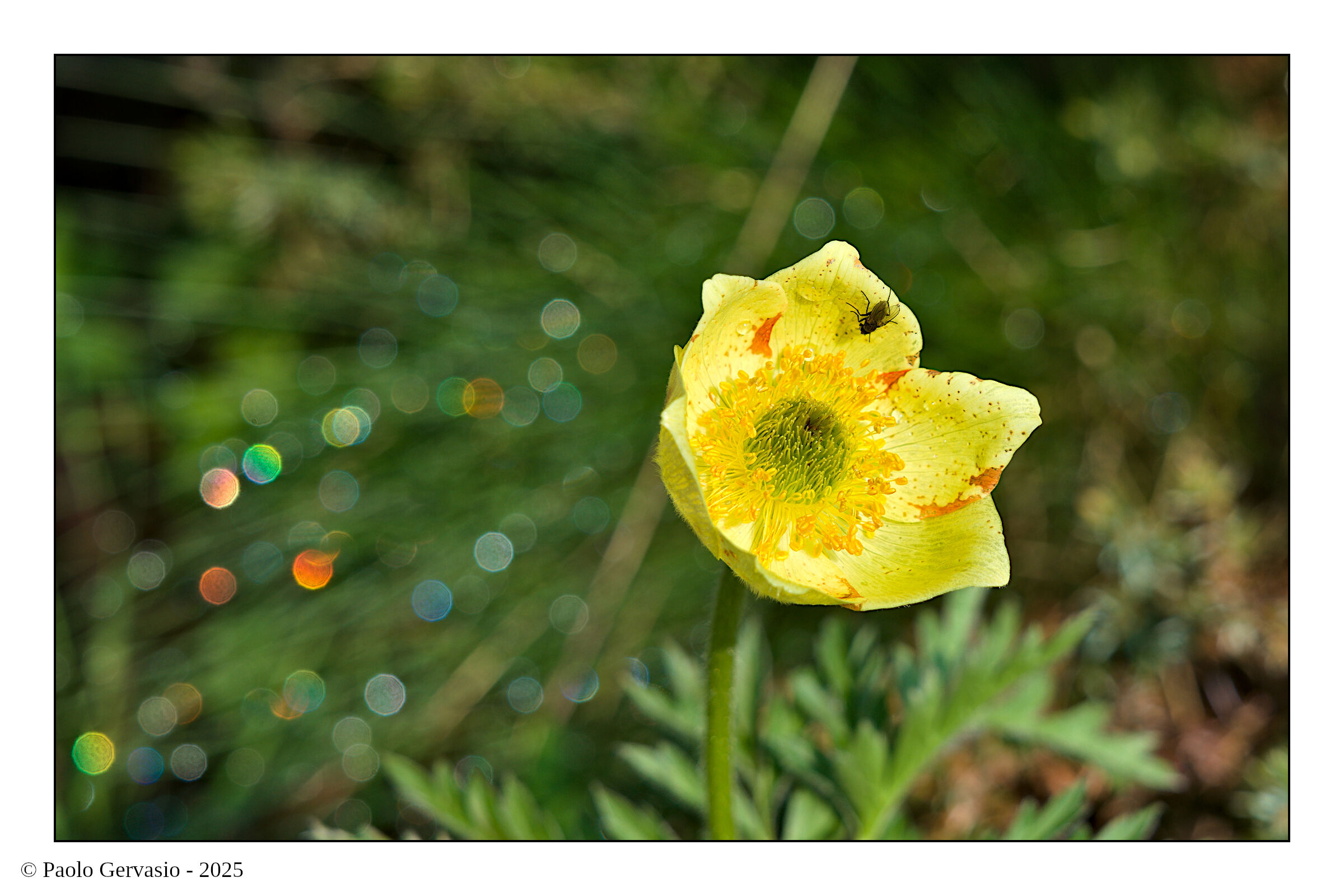 La luce, qui