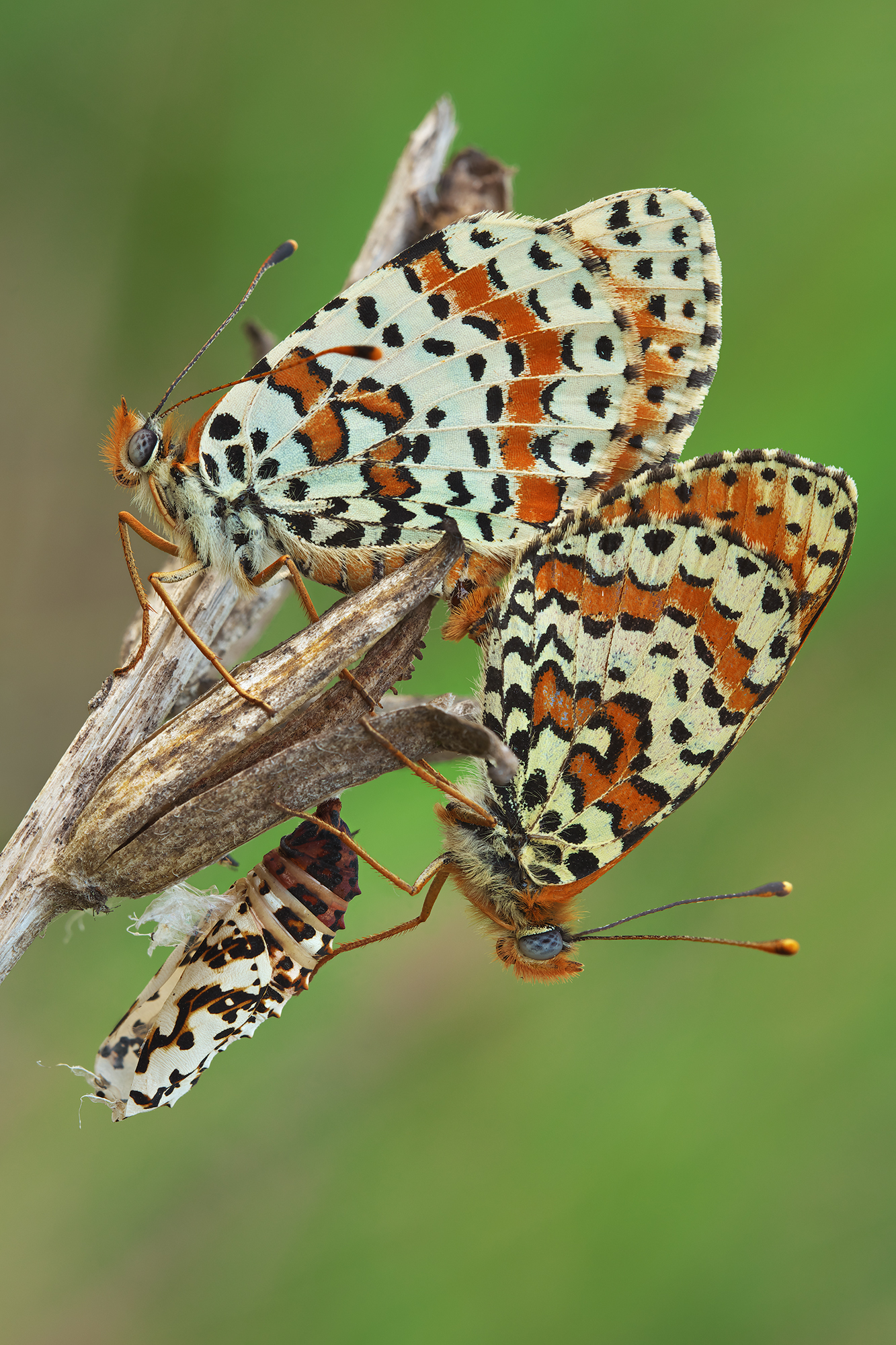 Melitaea didyma