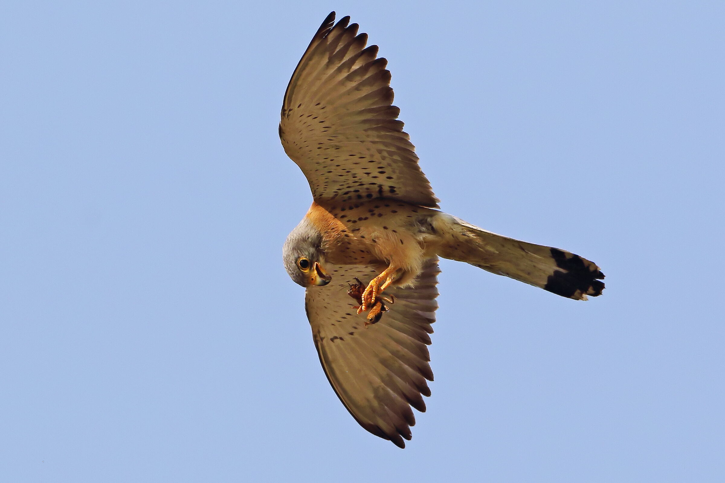 Lesser kestrel, lunch on the fly...