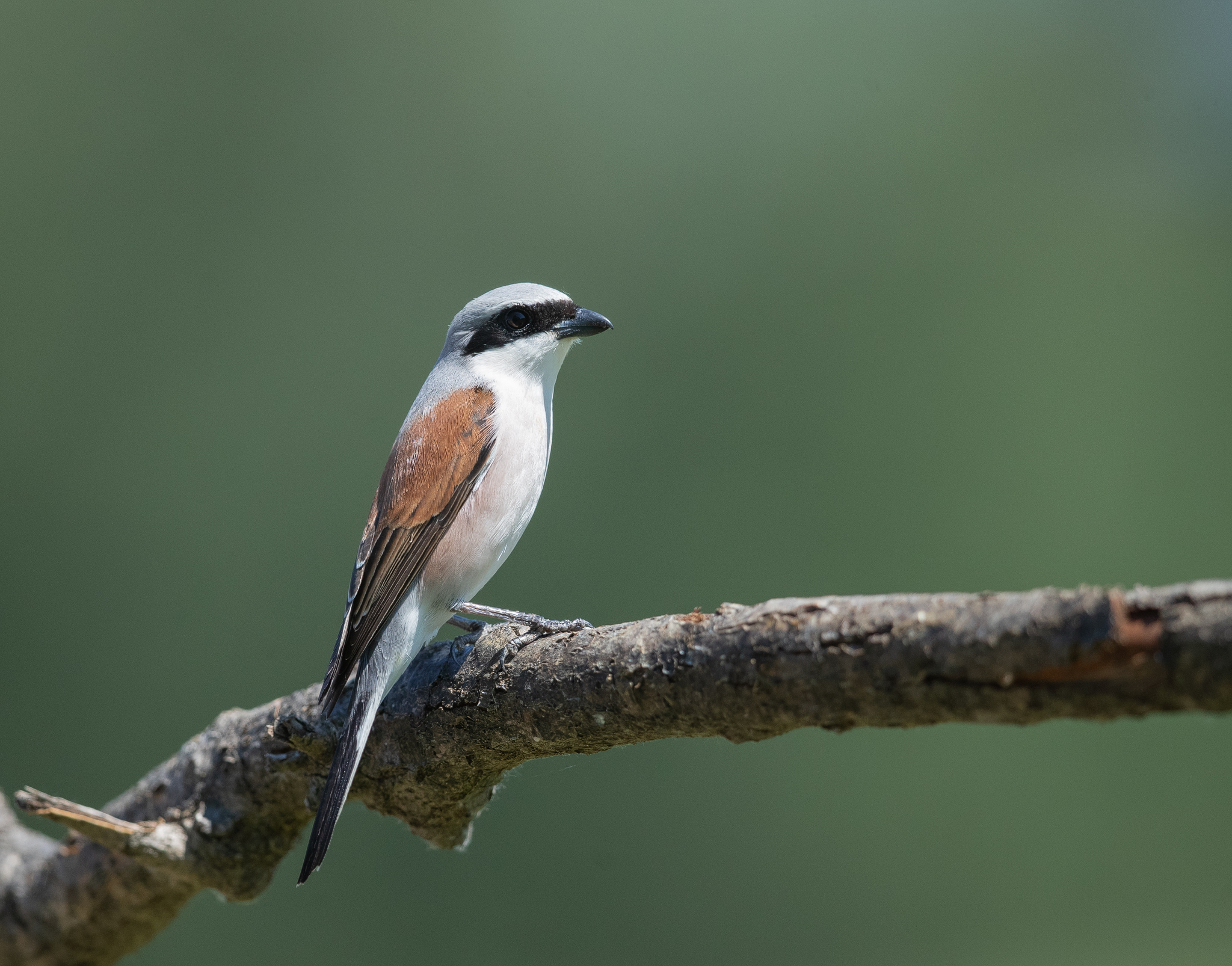 Averla piccola femmina
