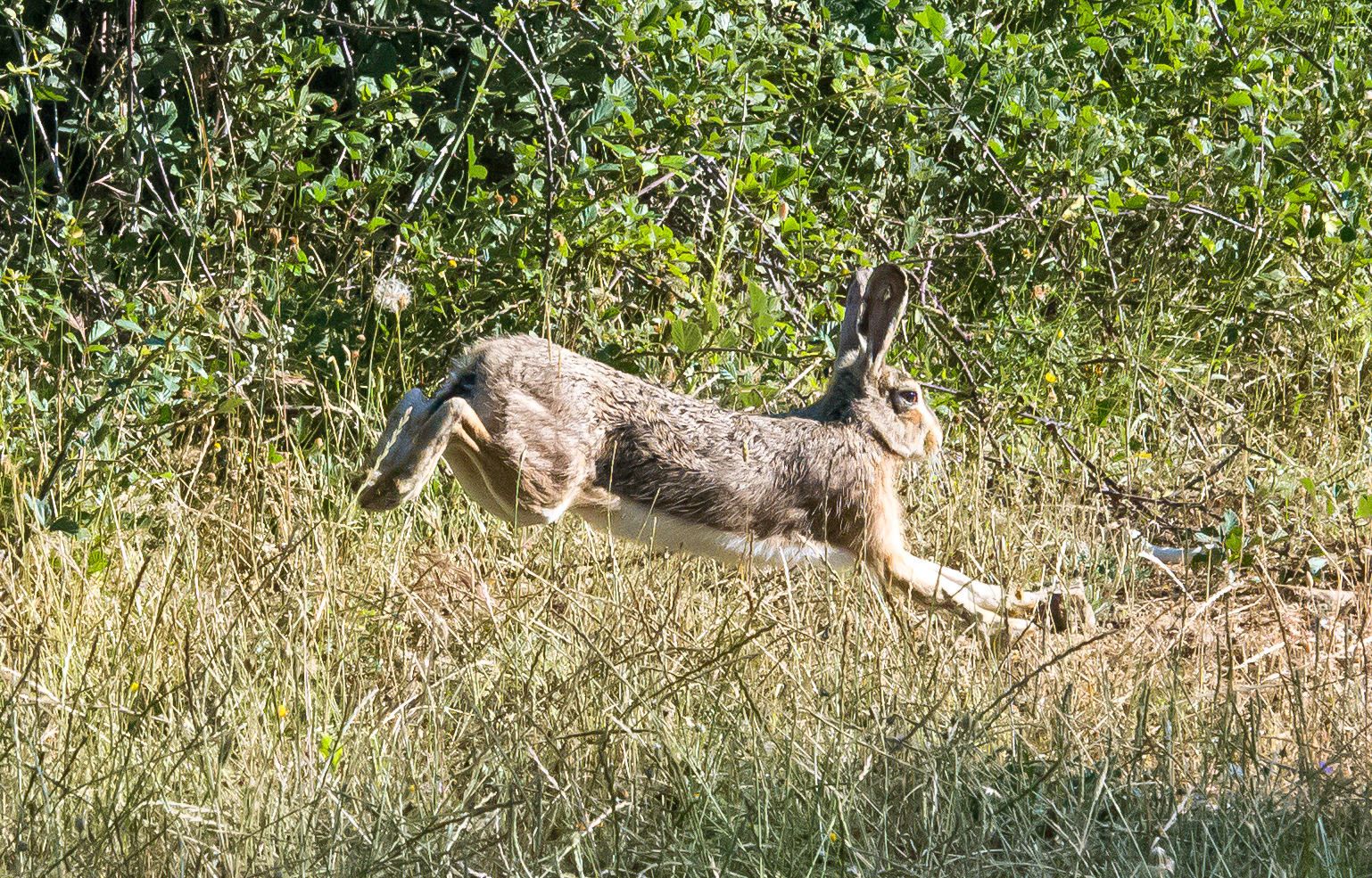 The Sicilian hare (Lepus corsicanus)