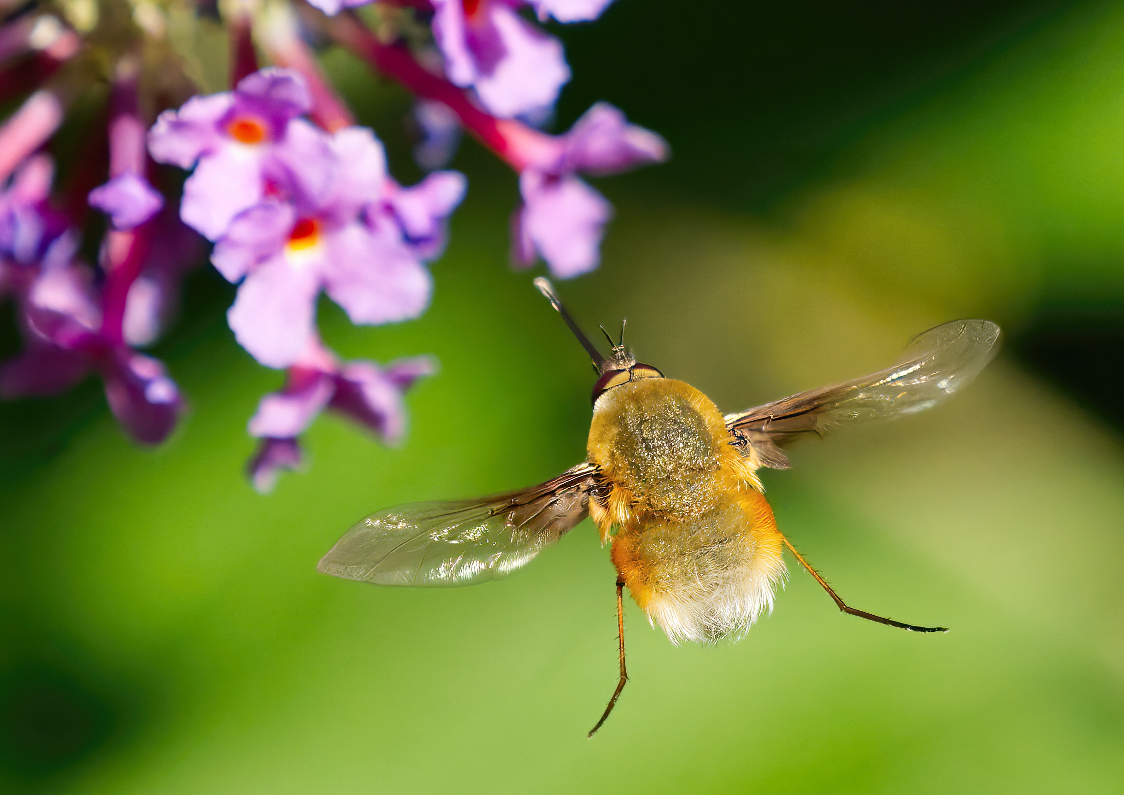 Bombylius