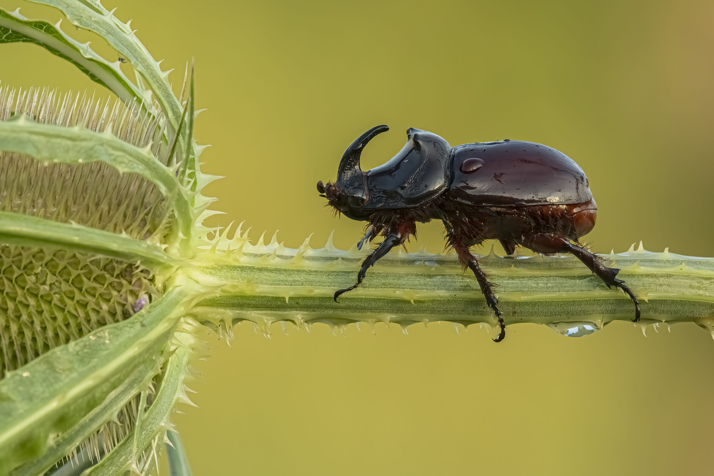 Rhinoceros beetle