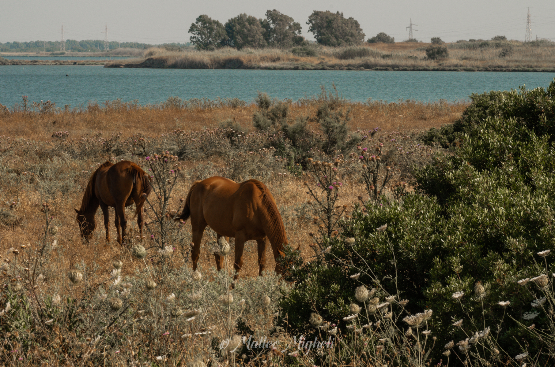 Horses around