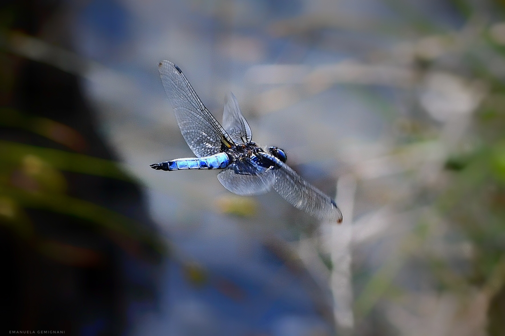 Dragonfly in flight