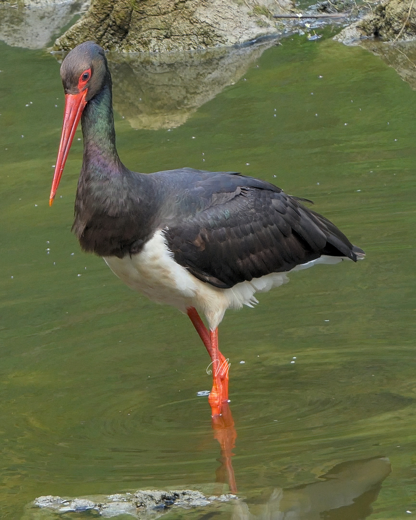 Close encounter with the Black Stork