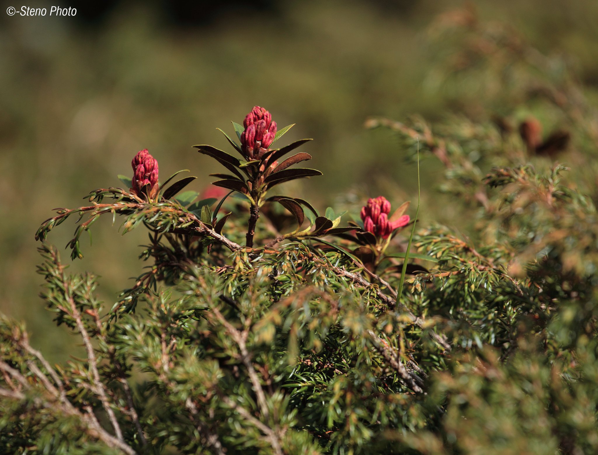 Rhododendrons