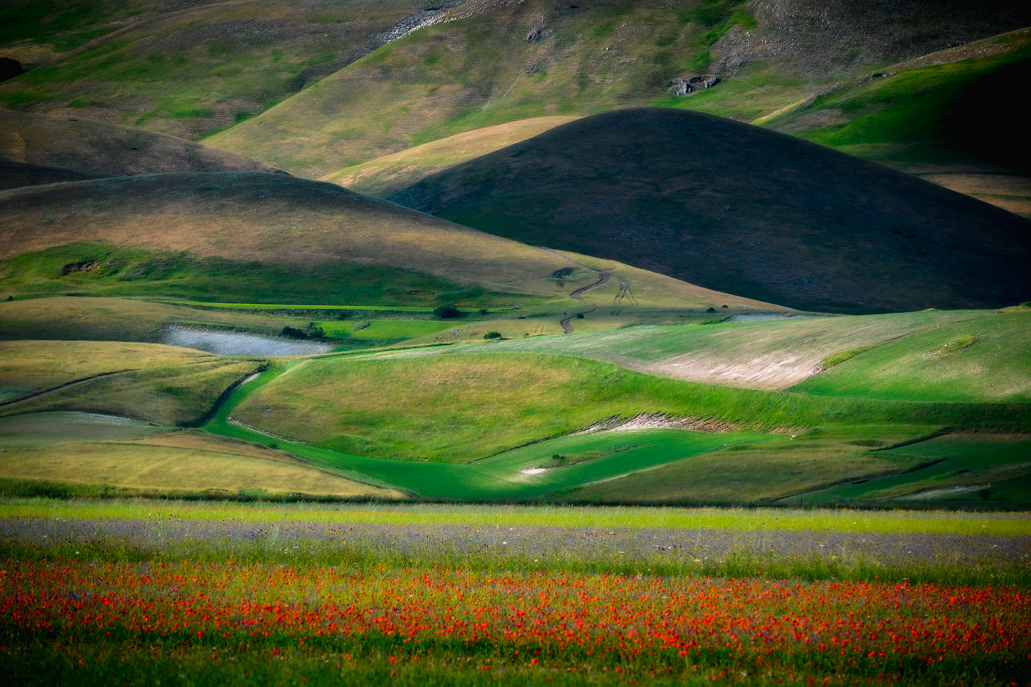 La (non) Fioritura 2025