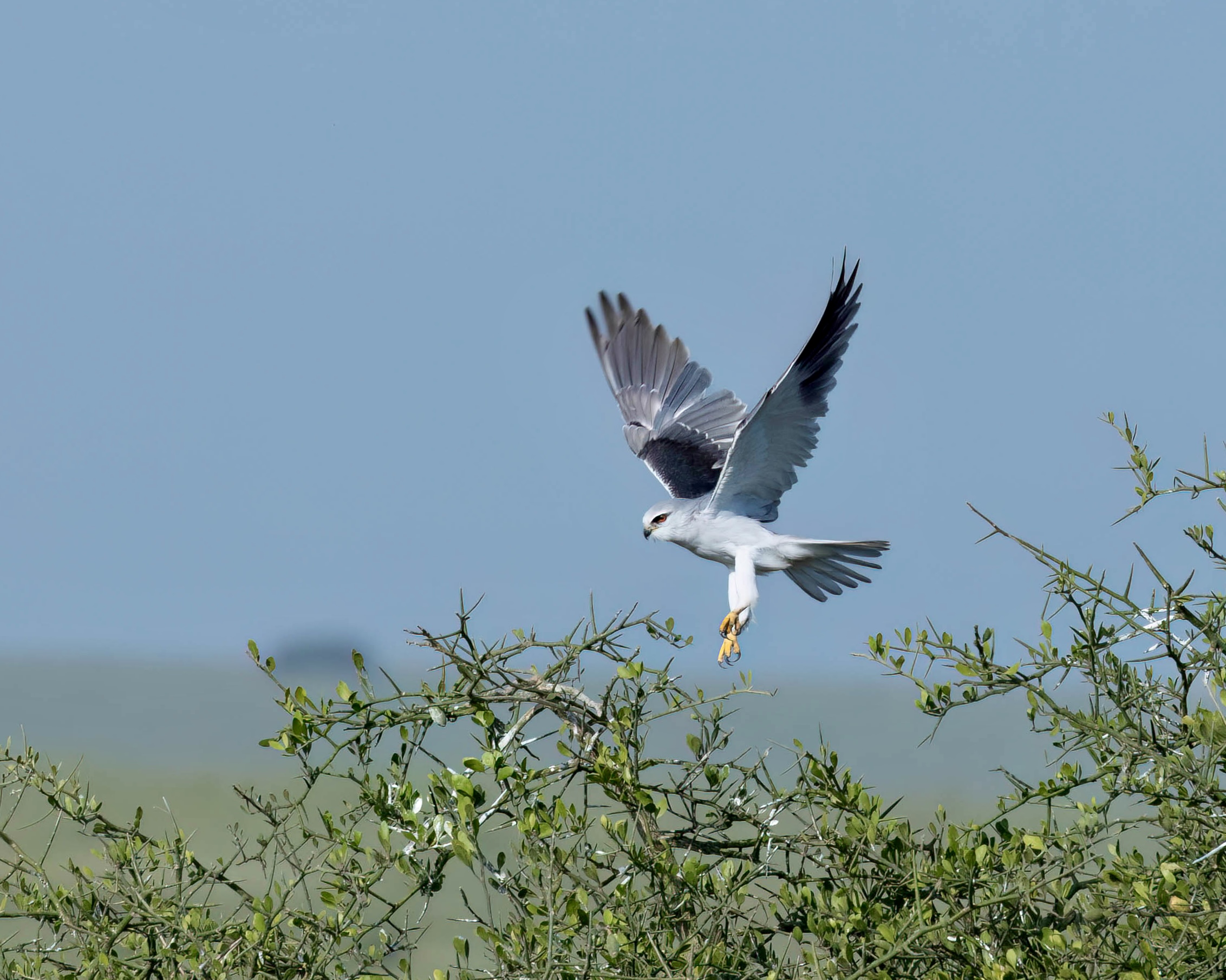 Prepararsi all'atterraggio!