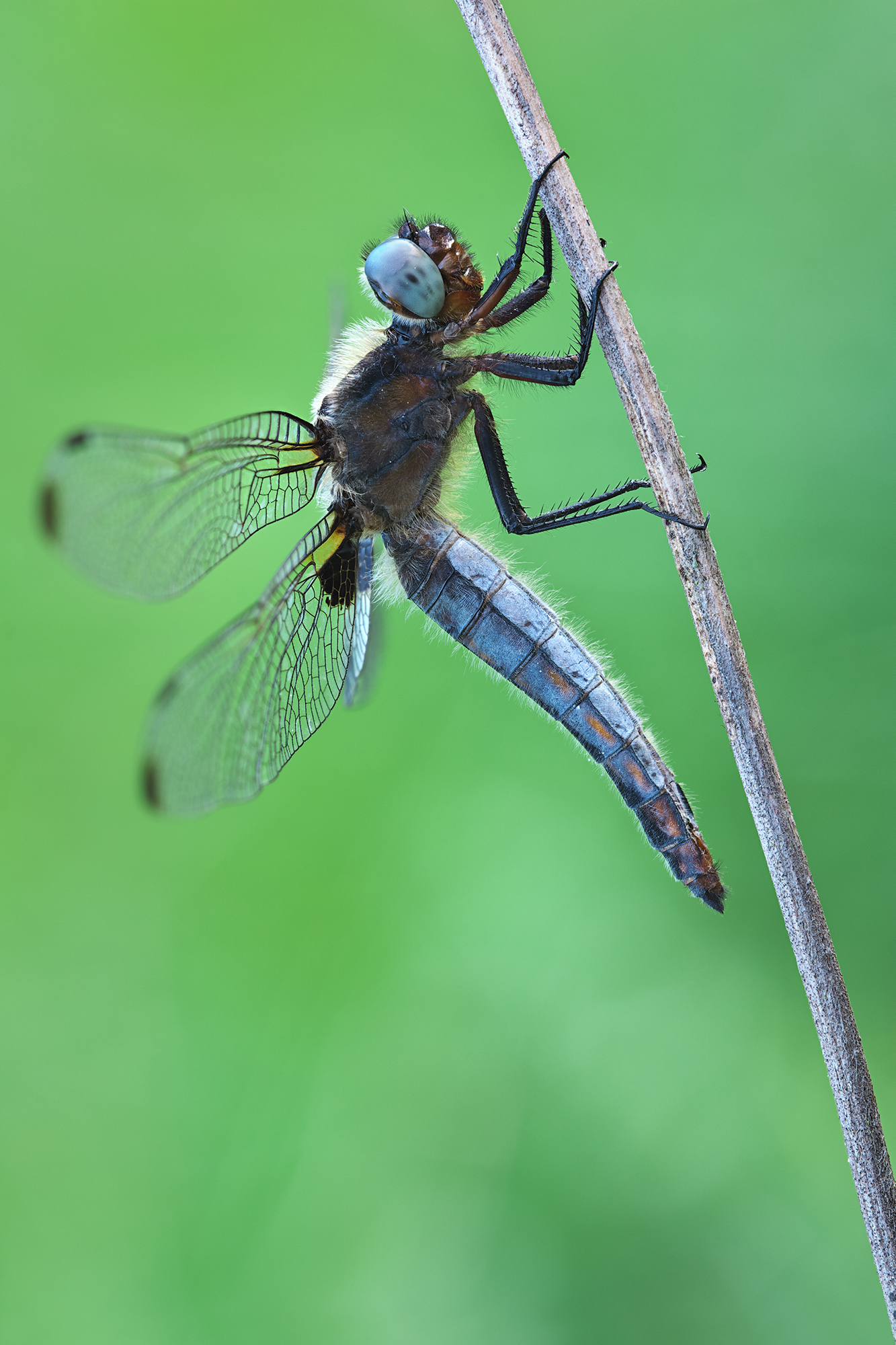Libellula fulva