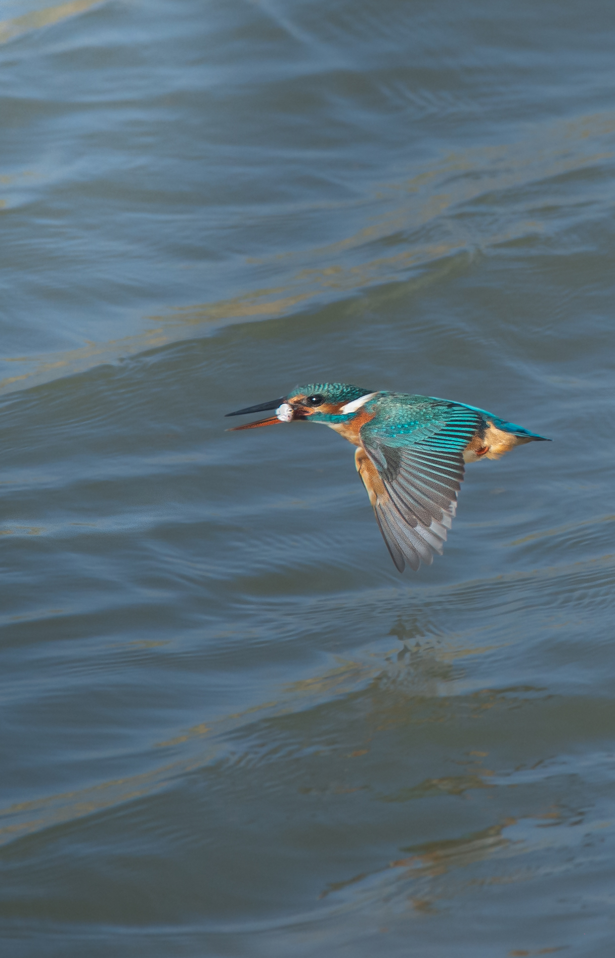 Martin pescatore con preda
