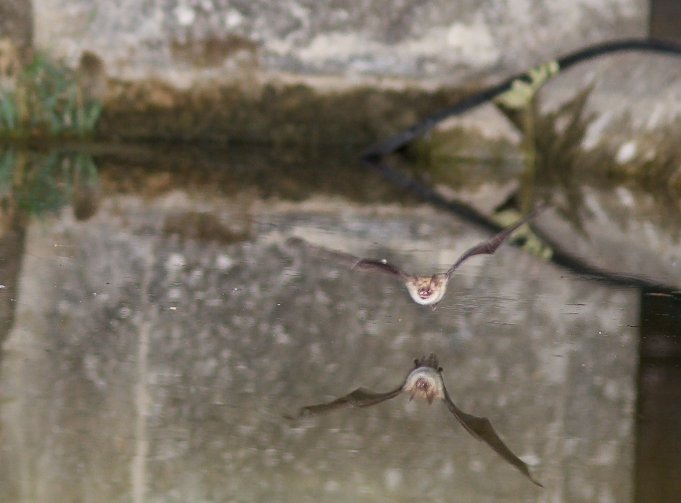Pipistrello ferro di cavallo