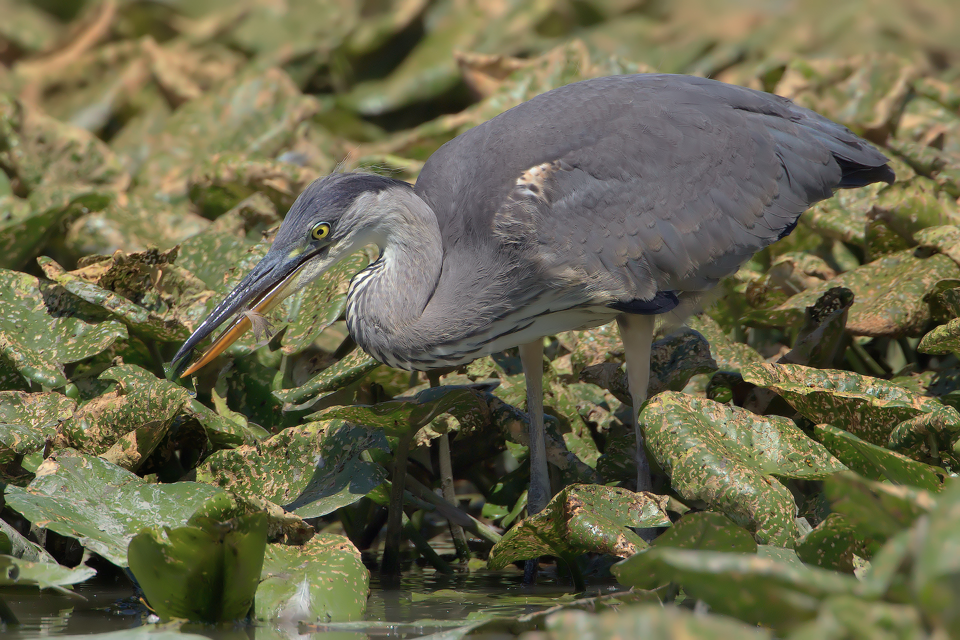 Grey Heron (1000mm.)