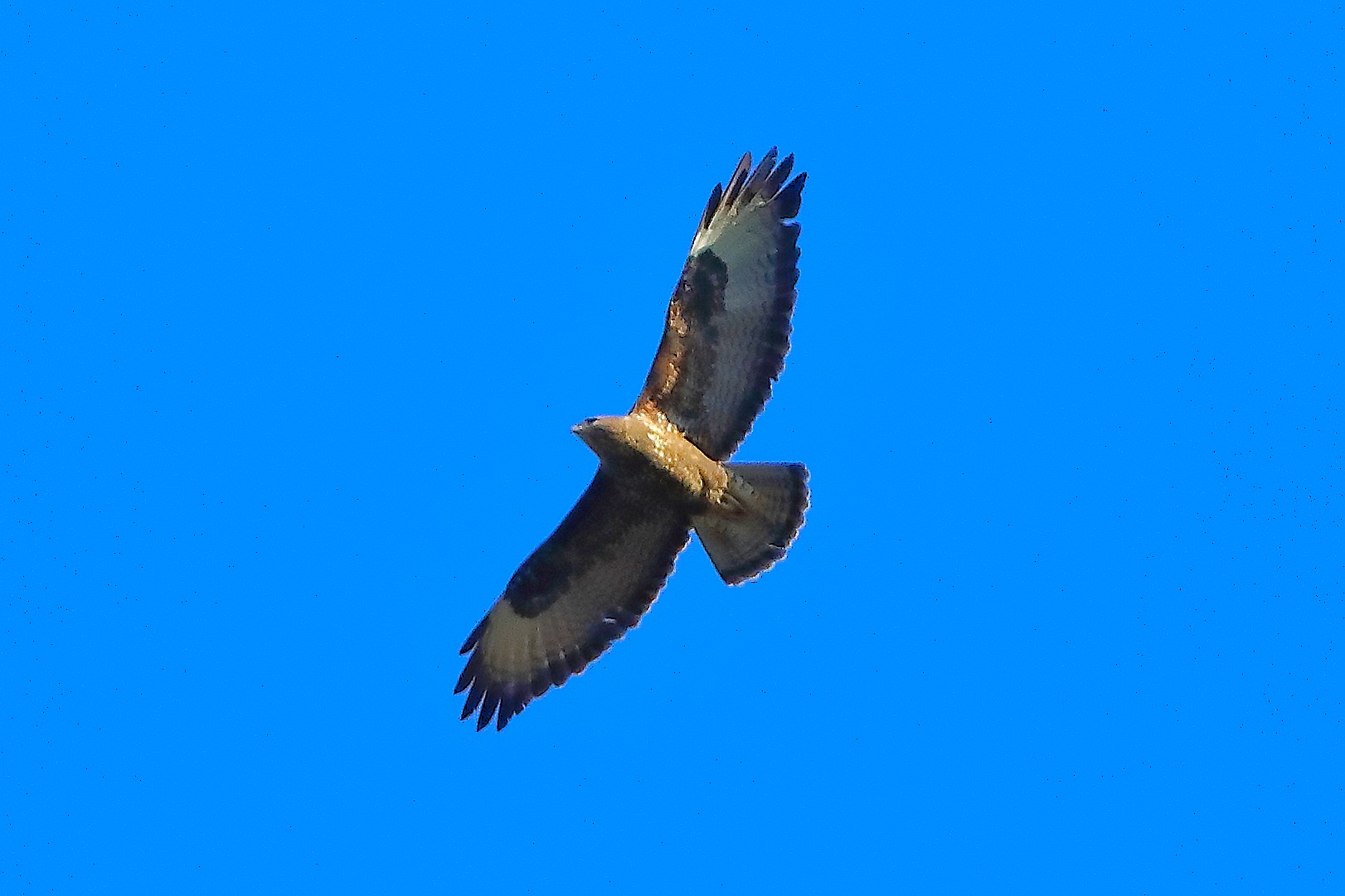 Poiana 17 marzo 2025 - 0102