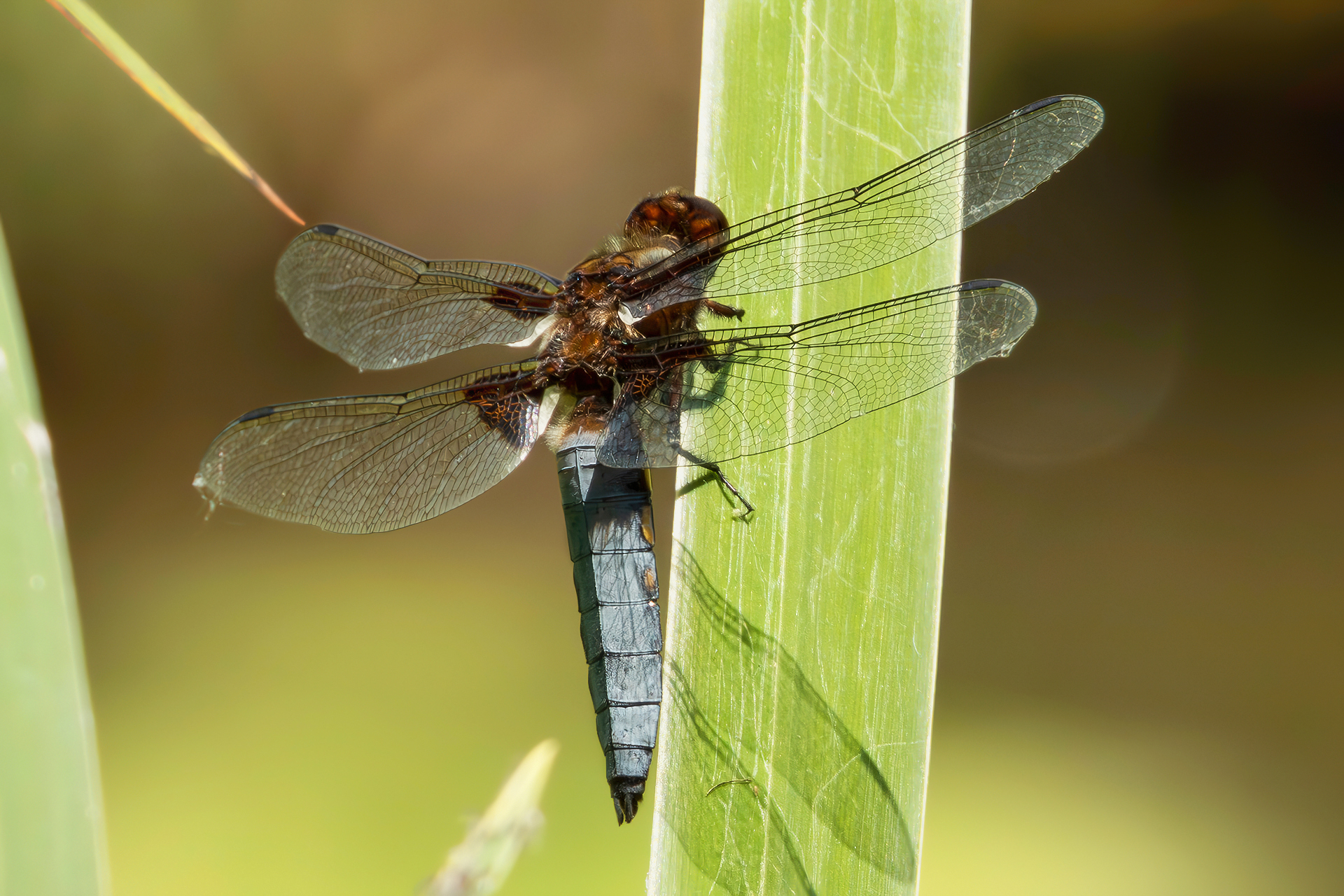 Libellula depressa