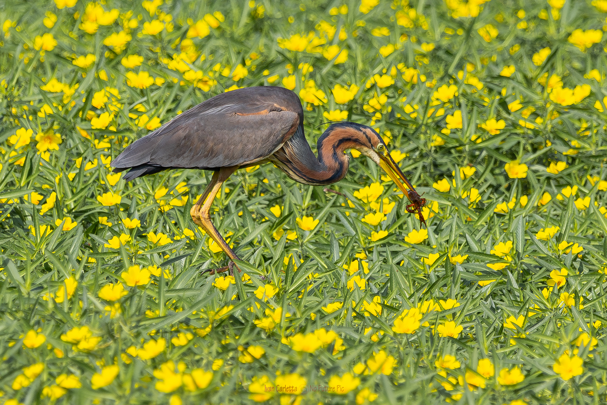 airone rosso e preda