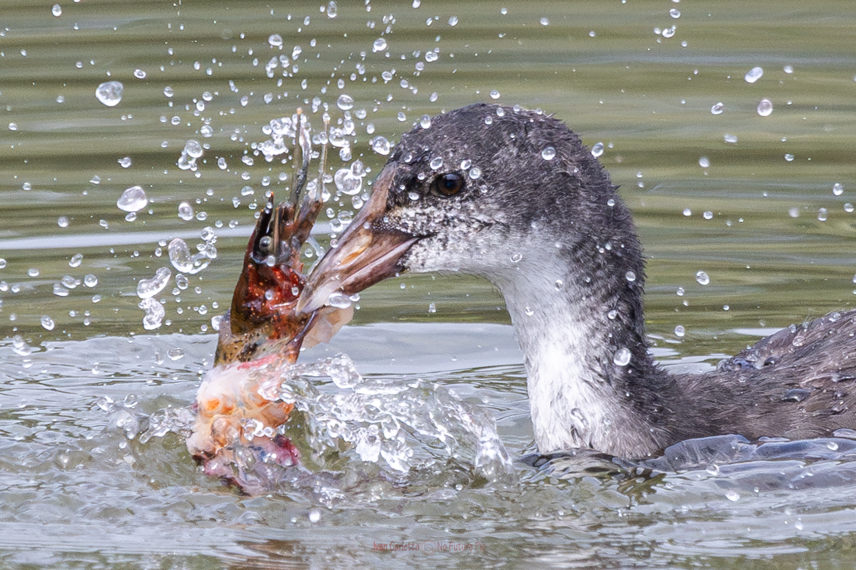 piccola di folaga impara a pescare