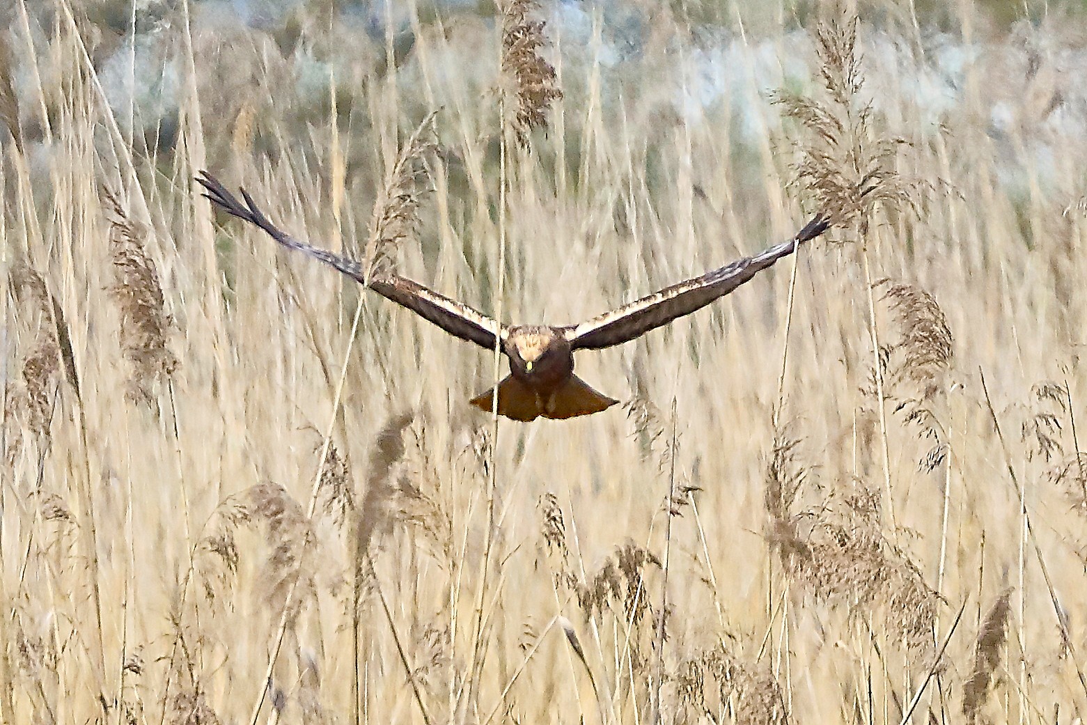 Falco di palude M 05 aprile 2025 - 0238