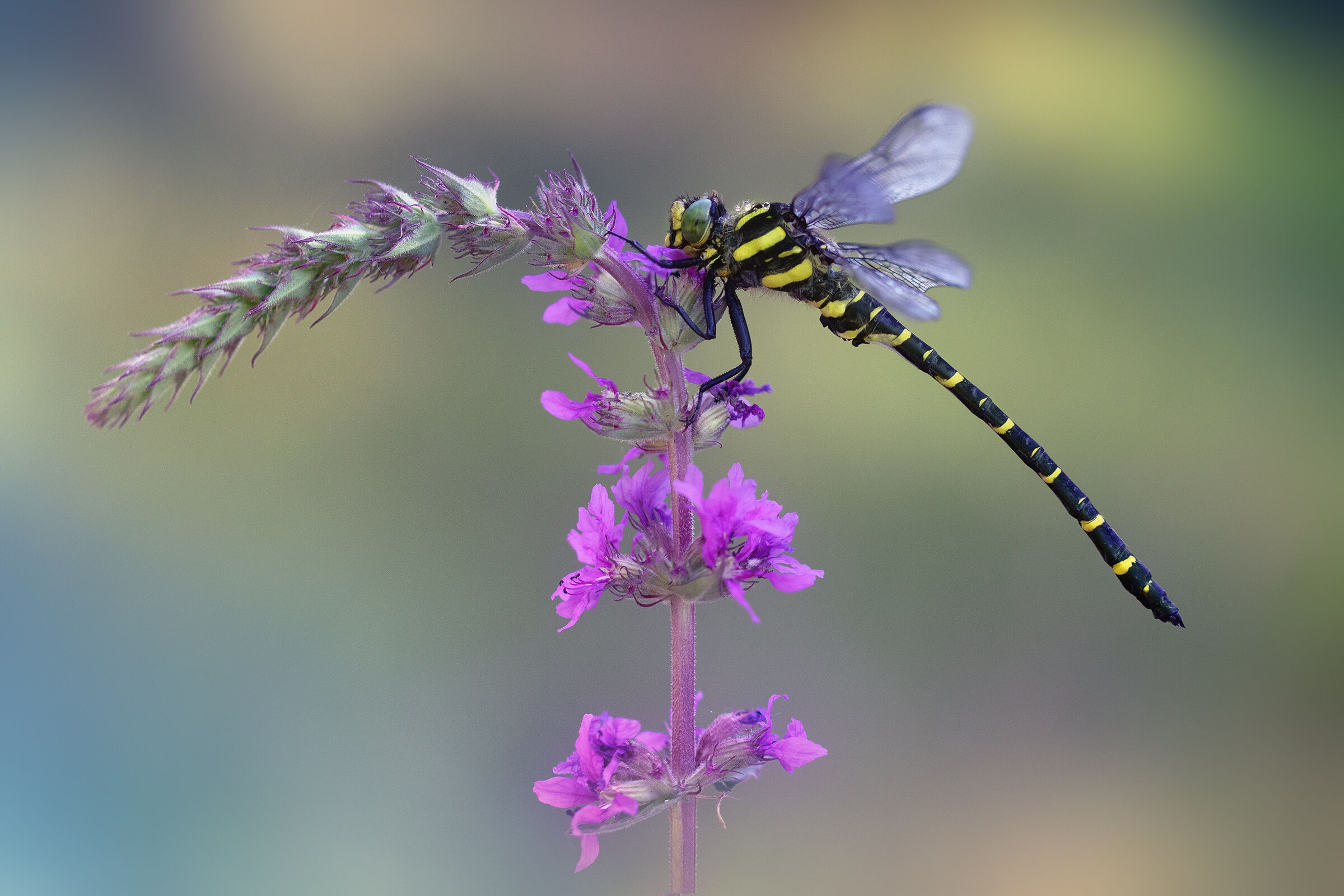 Cordulegaster boltonii