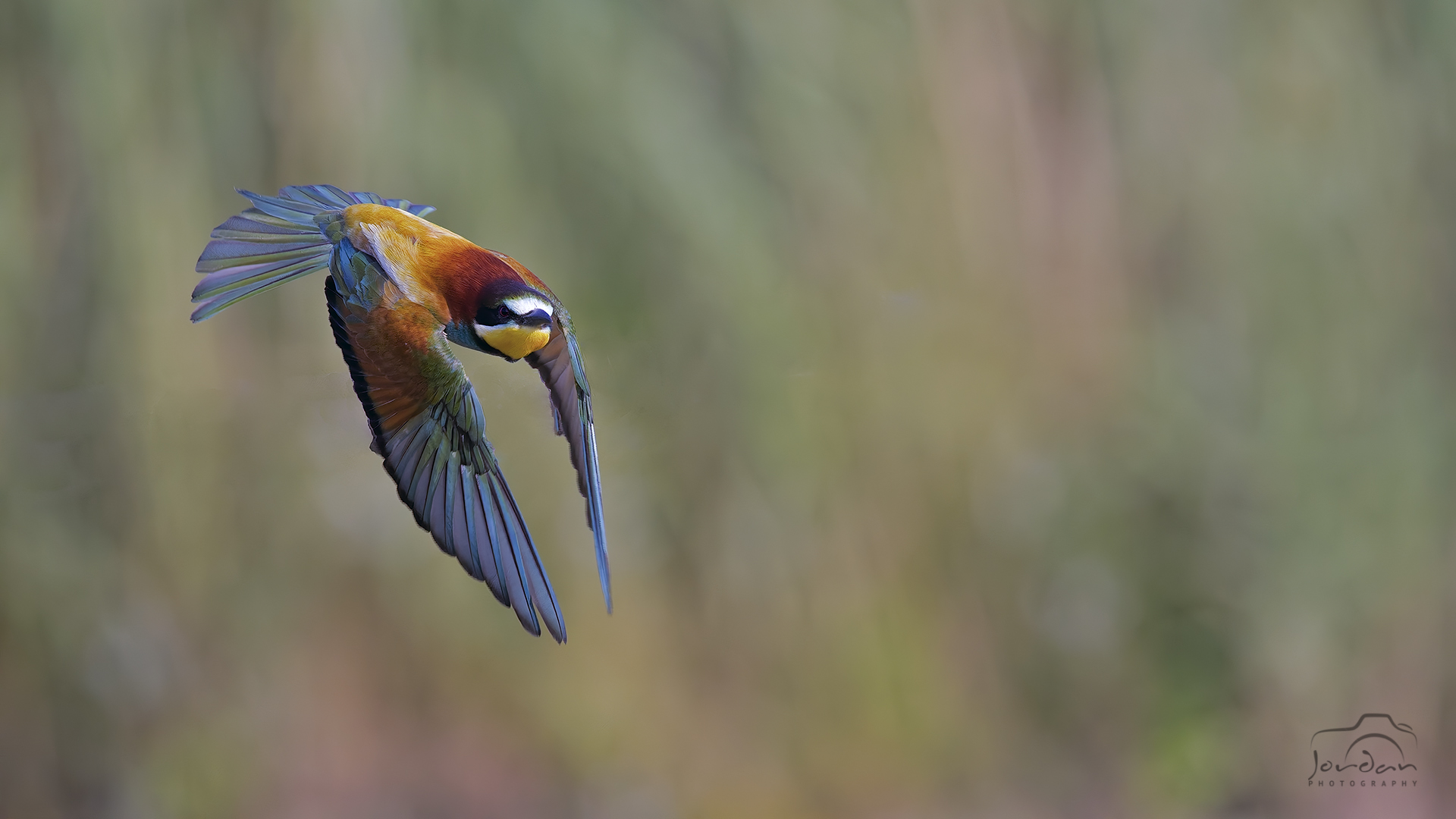 Bee-eater in flight