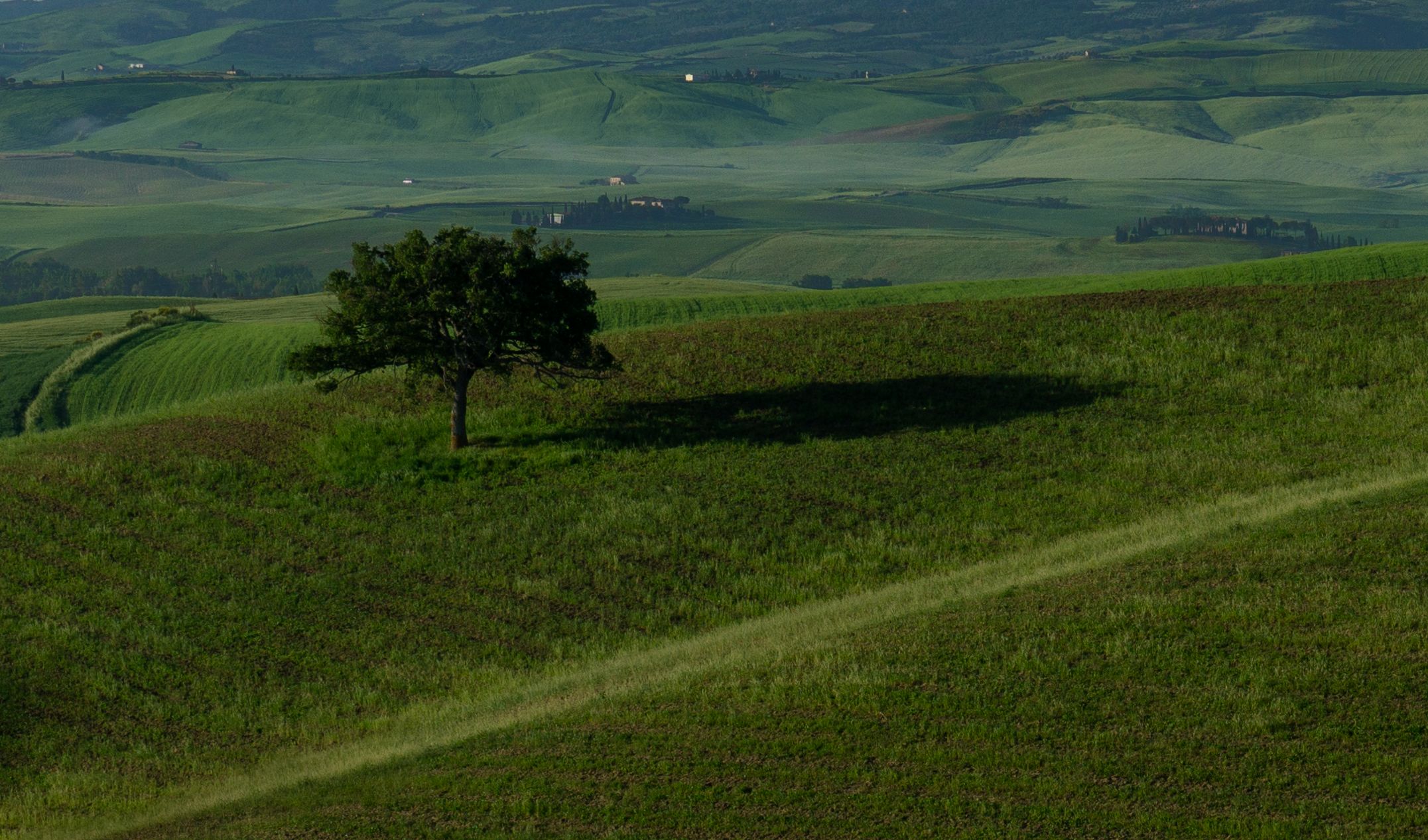 Beneath the Quiet Canopy