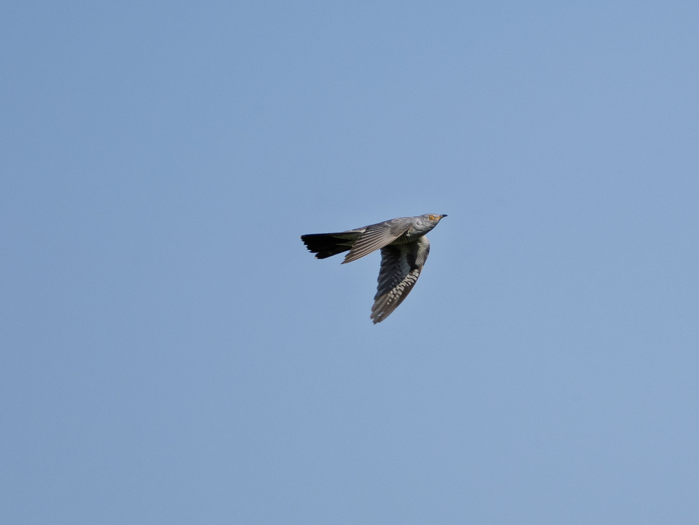 Cuckoo