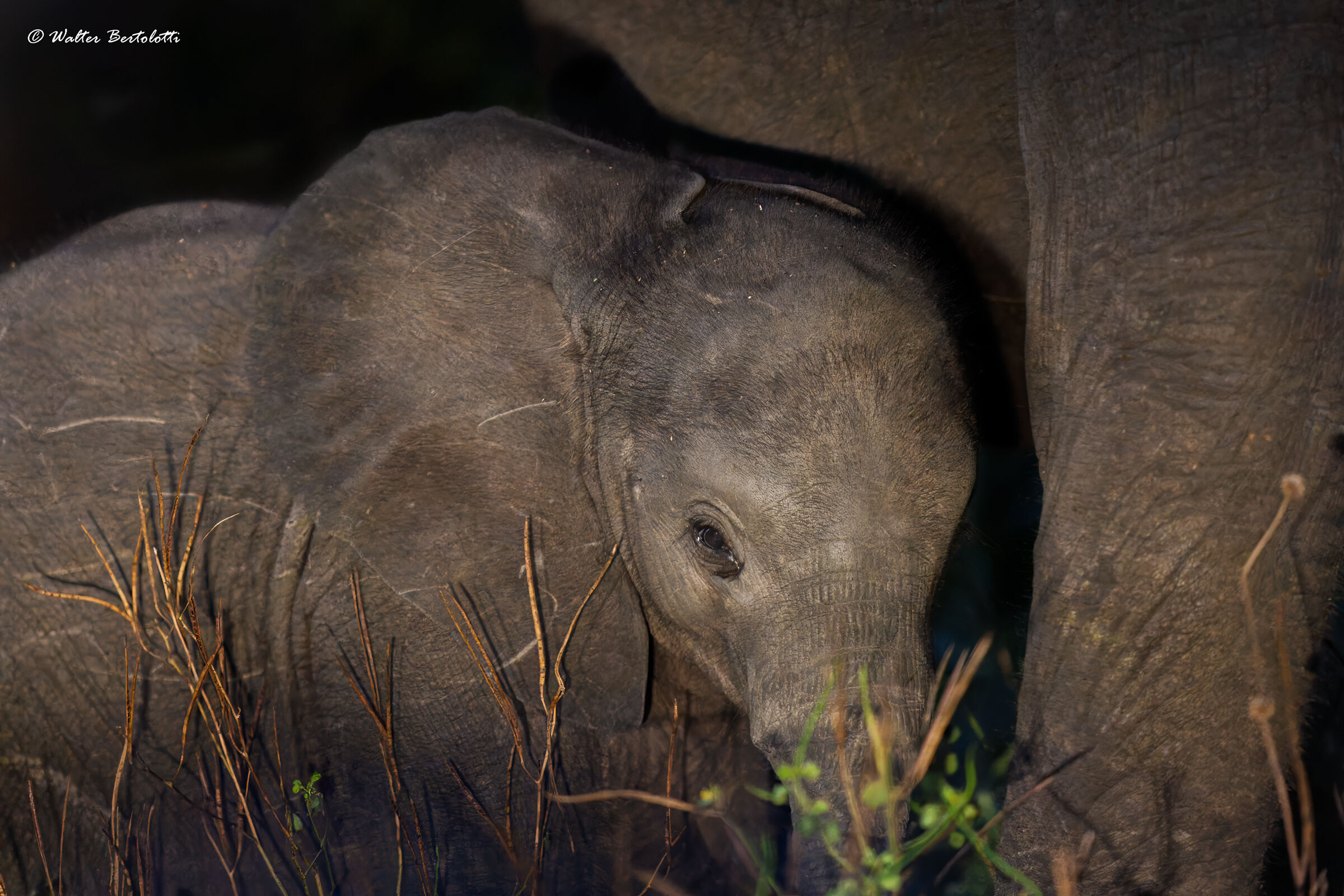 una settimana solamente