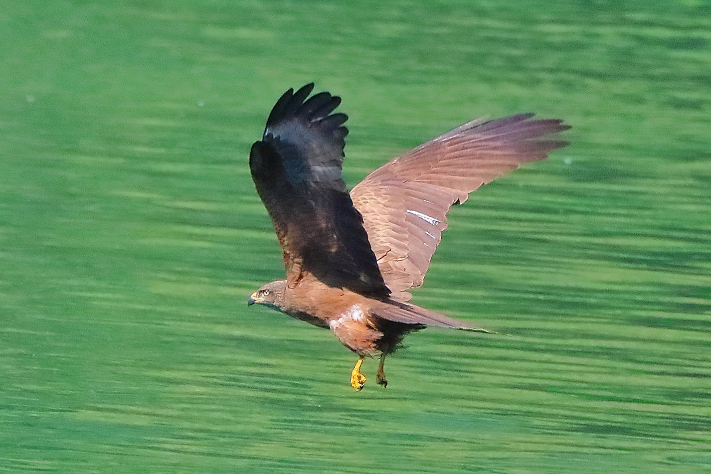 Nibbio bruno 19 maggio 2021 - 0041