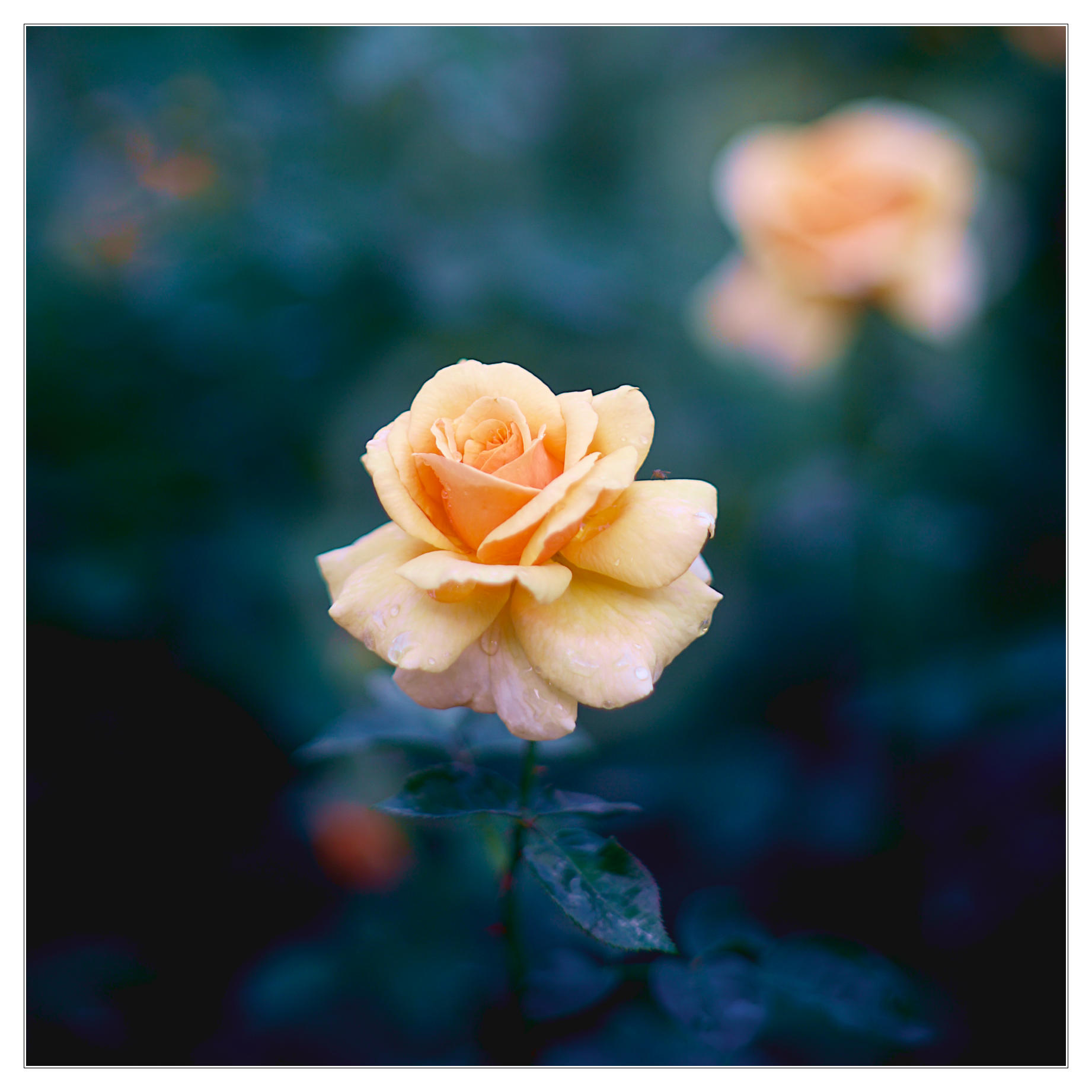 ... another rose ...