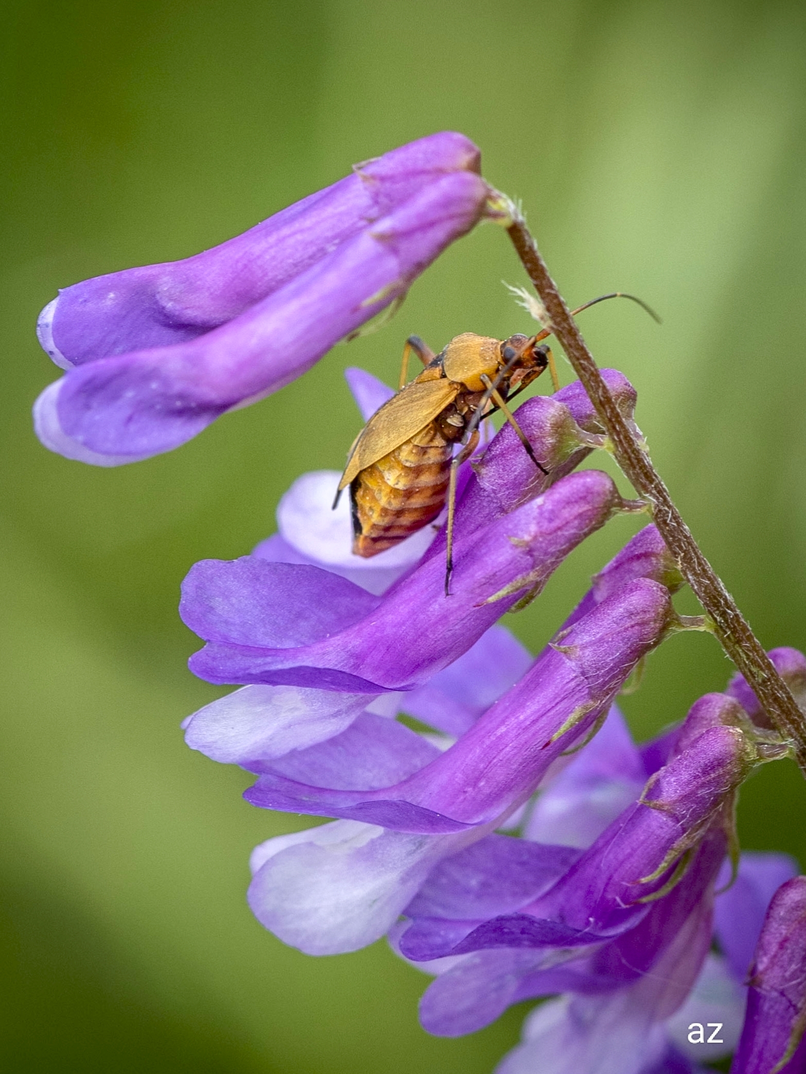 In una semina di sovescio