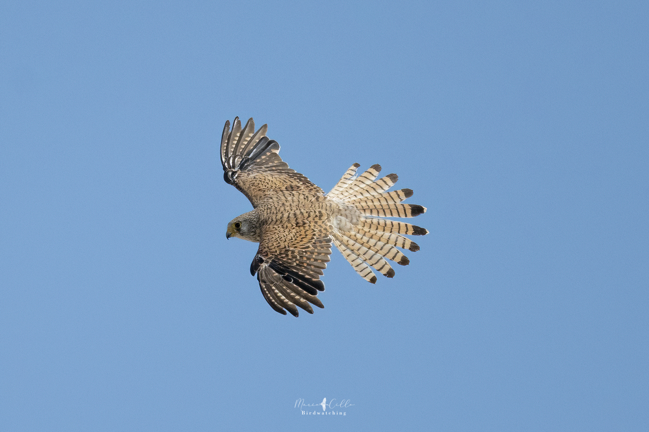 Female Lesser Kestrel Falcon